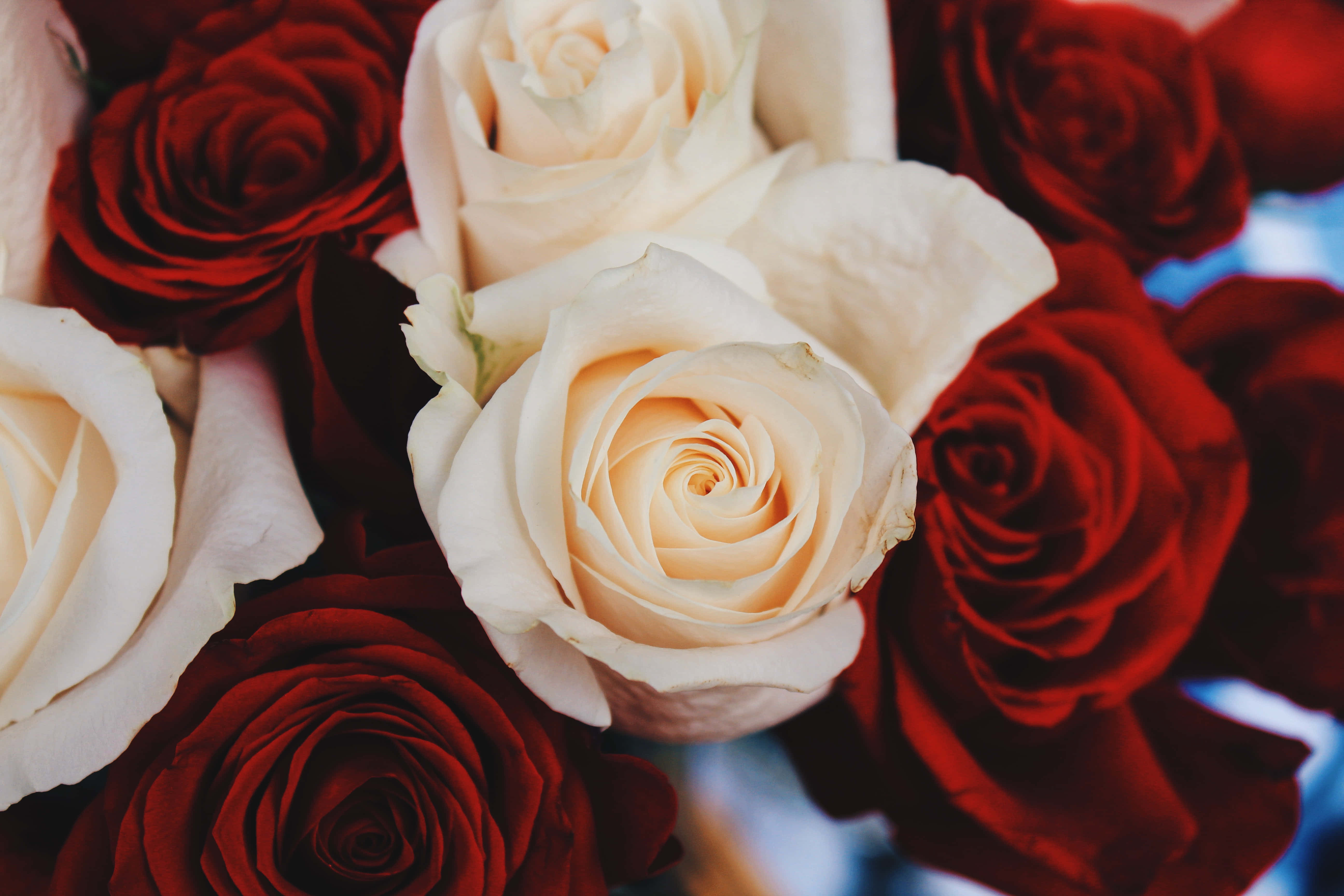 red and white roses, deep red, creamy white, 5K Desktop Wallpaper