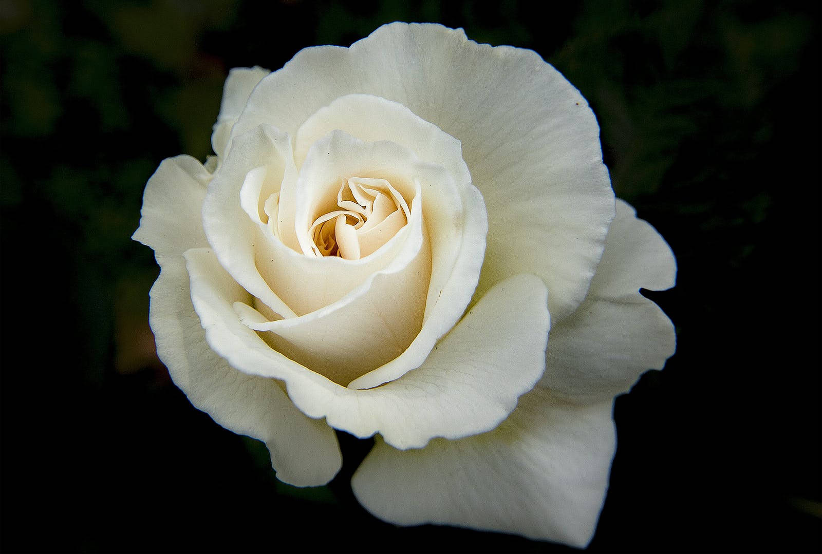 white rose, pristine white, soft focus, HD Desktop Wallpaper