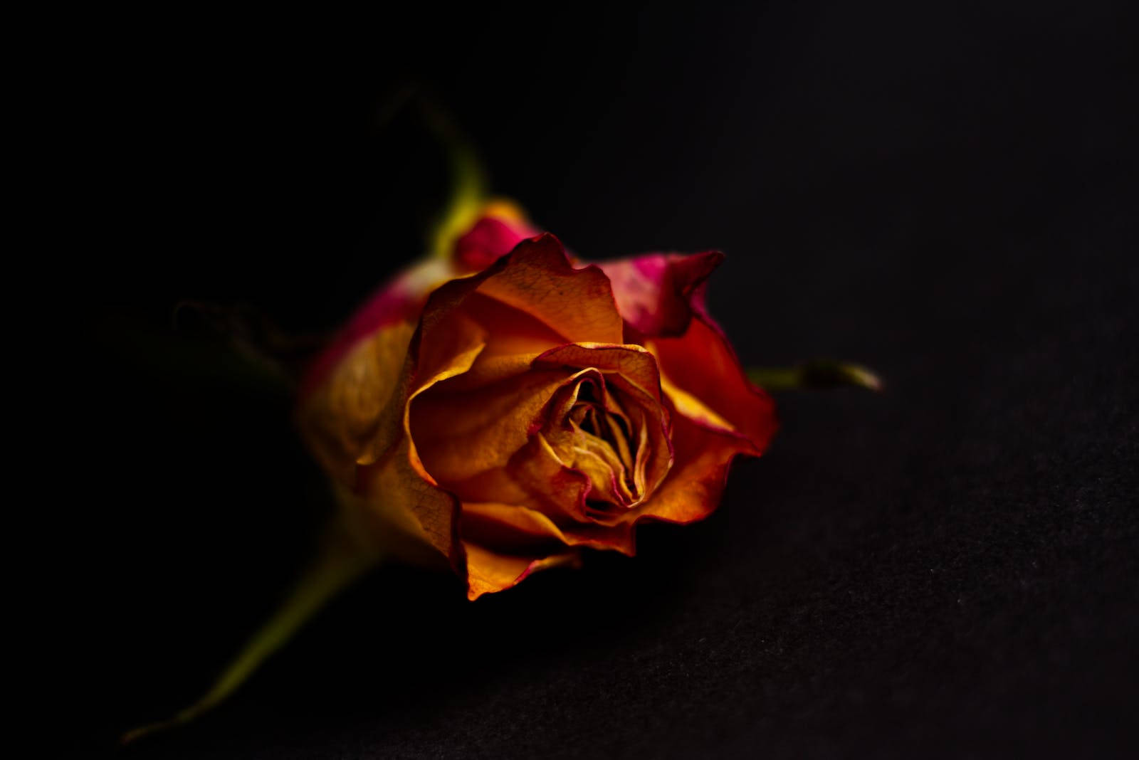 pink yellow rose, withered rosebud, warm amber, HD Desktop Wallpaper