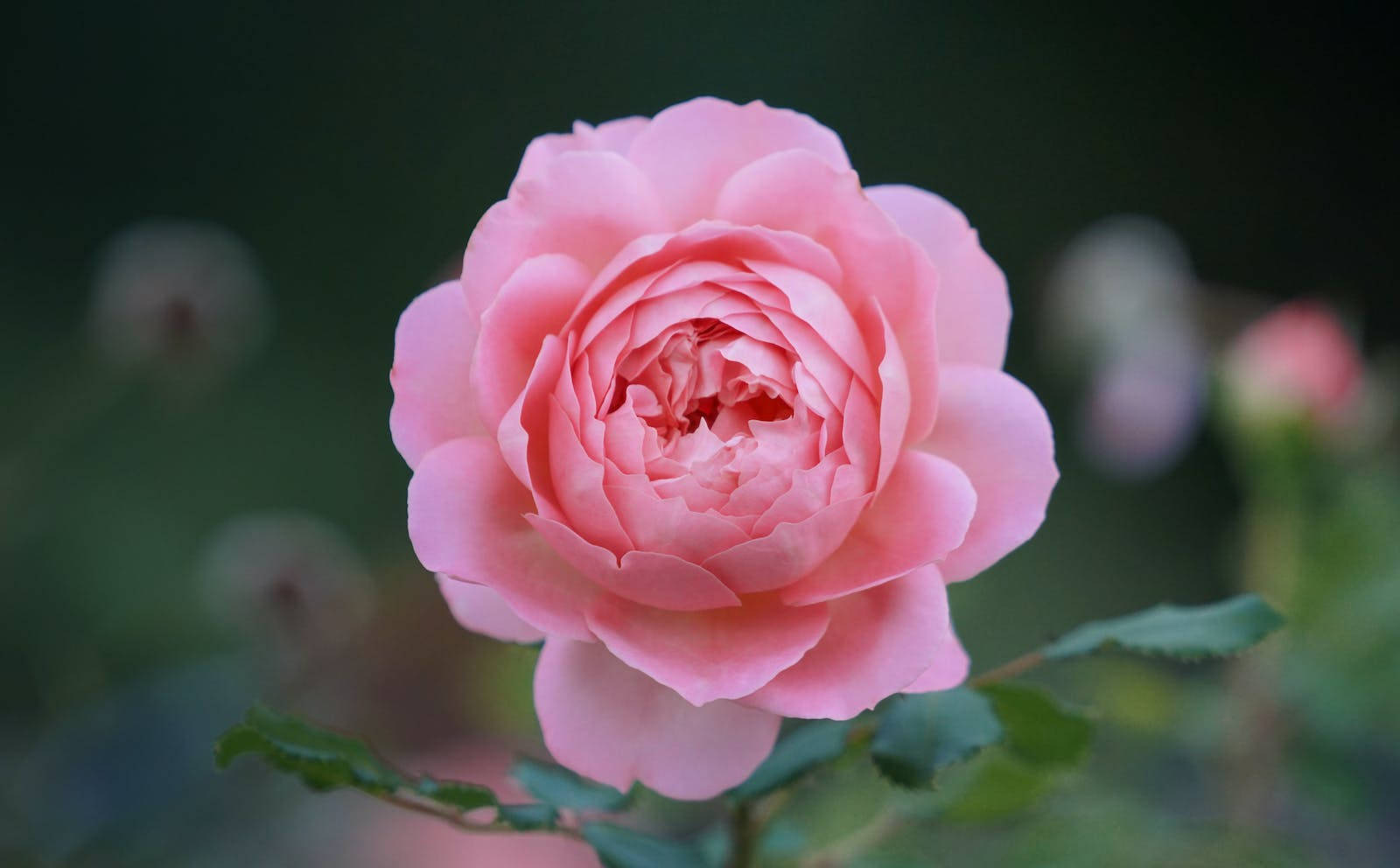 tiny pink rose, pink rose, full bloom, HD Desktop Wallpaper