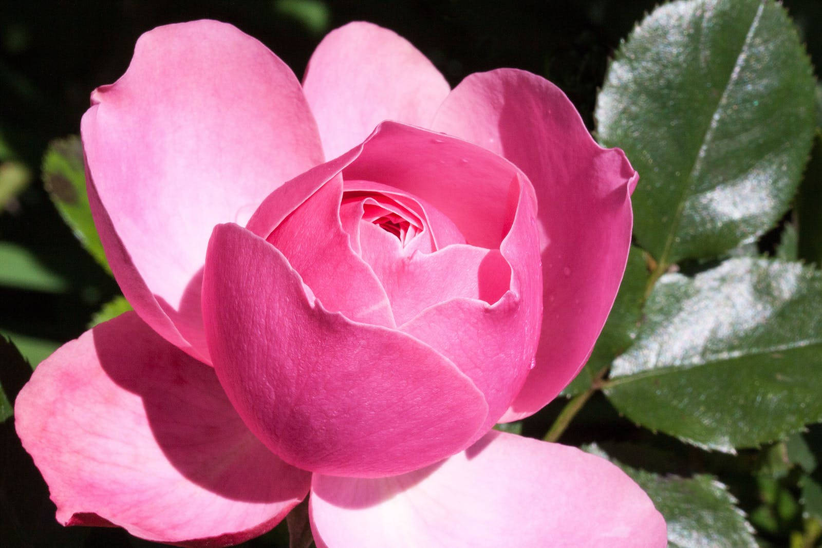 pink bud petals rose, vibrant pink rose, soft sunlight, HD Desktop Wallpaper