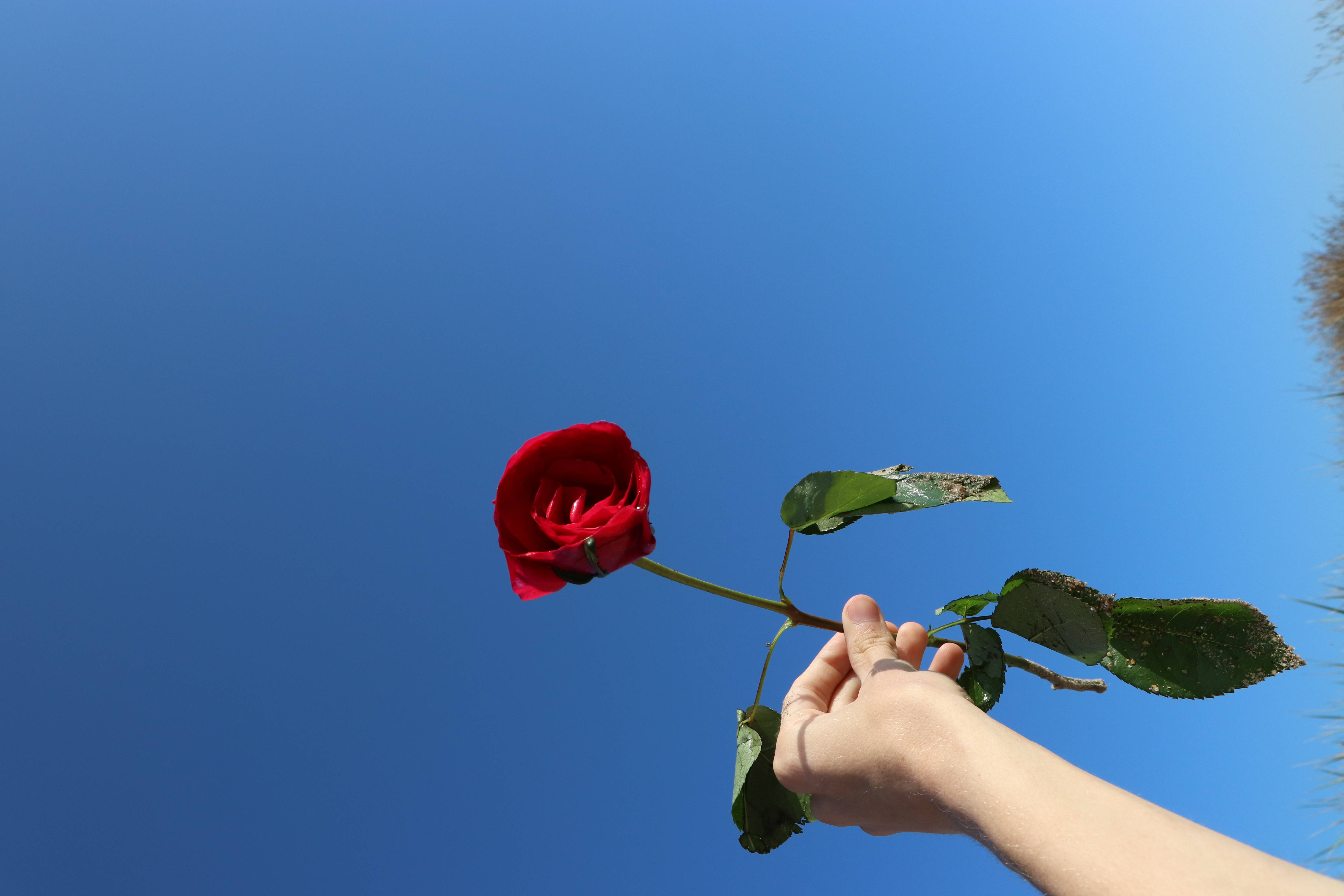 hand, vibrant red rose, clear blue sky, 5K Desktop Wallpaper
