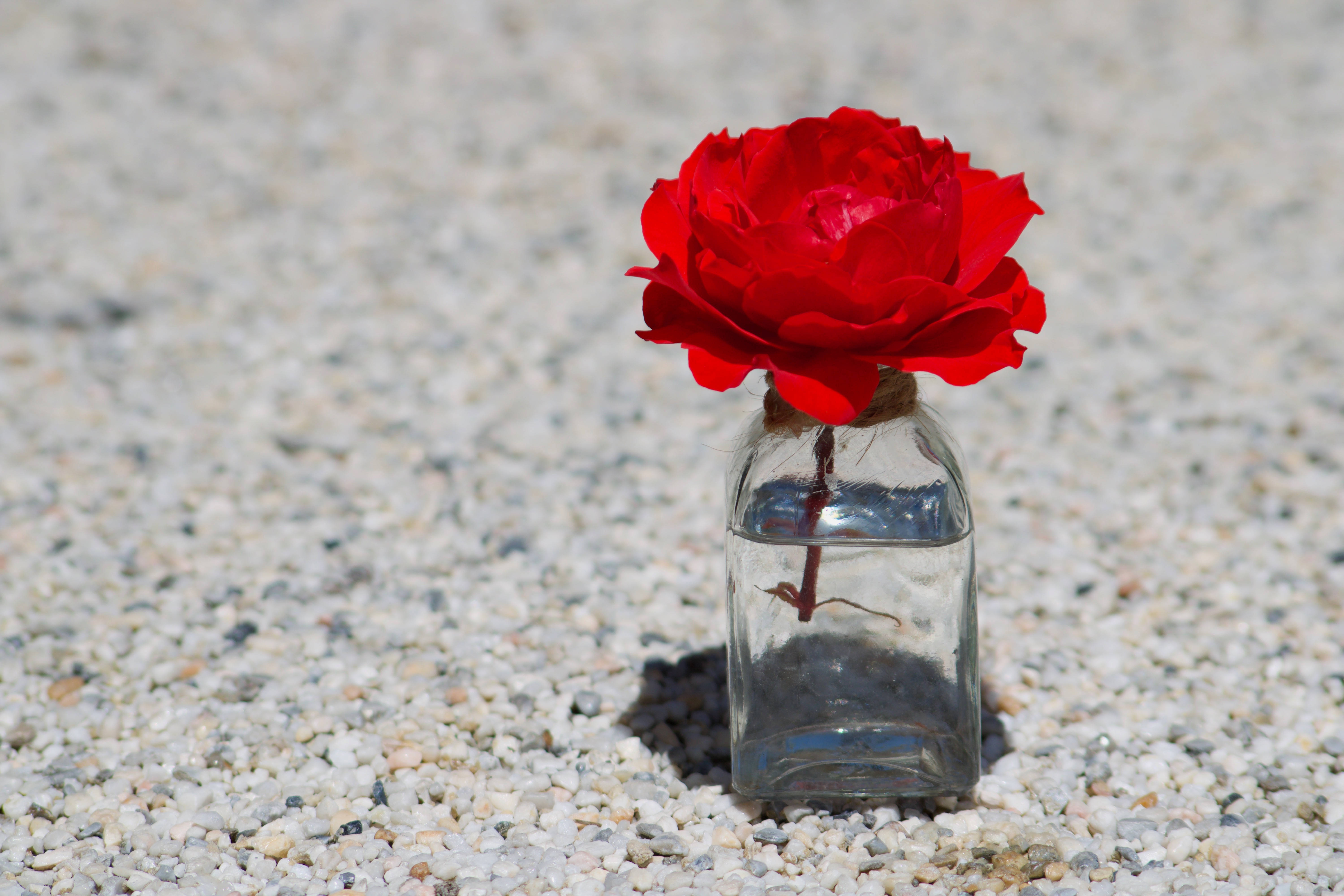 bottled red rose, clear glass bottle, light gray gravel, 5K Desktop Wallpaper