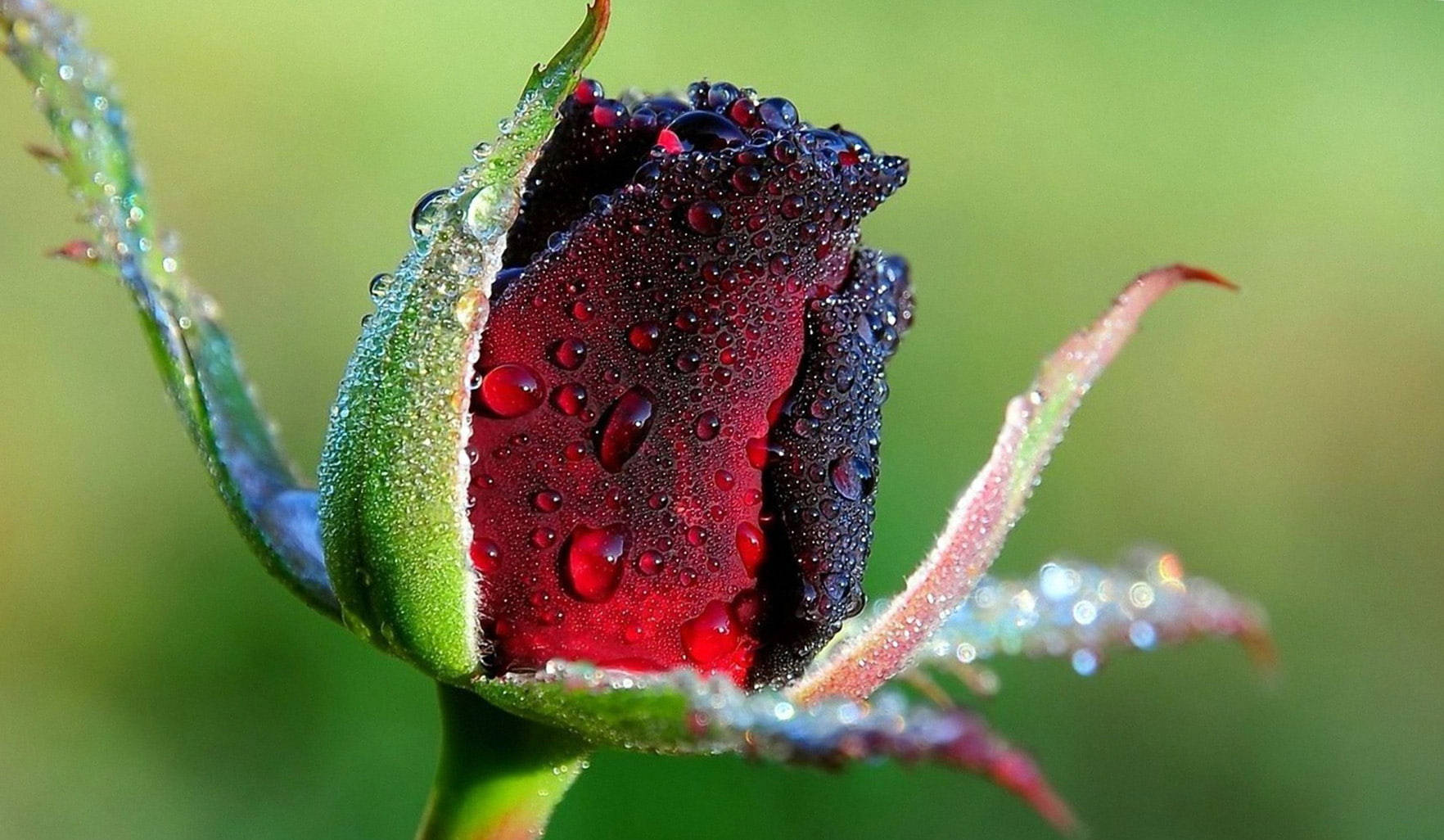 red rosebud, deep red, dewdrops, HD Desktop Wallpaper