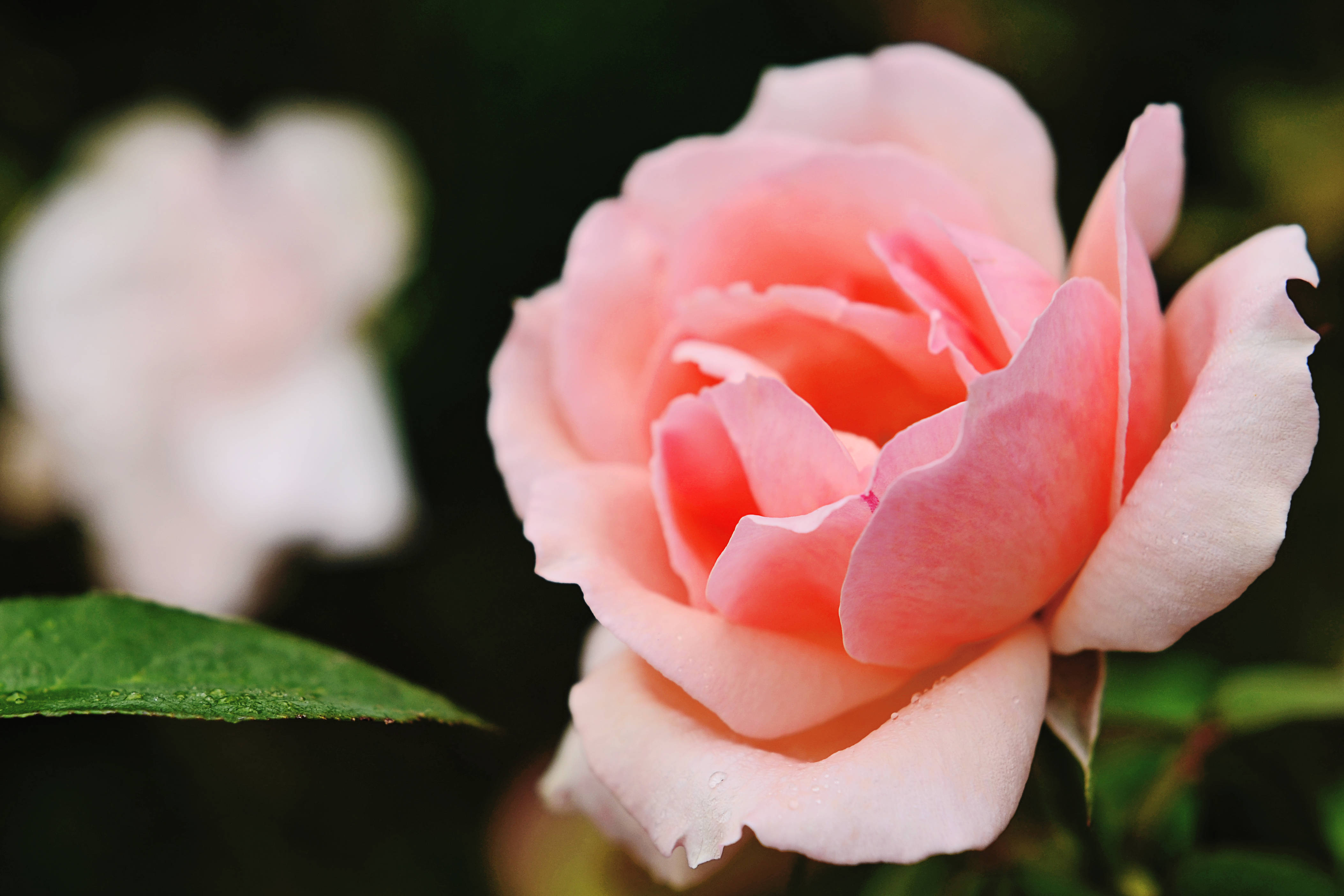 light pink rose, HD, dewdrops, 4K Desktop Wallpaper