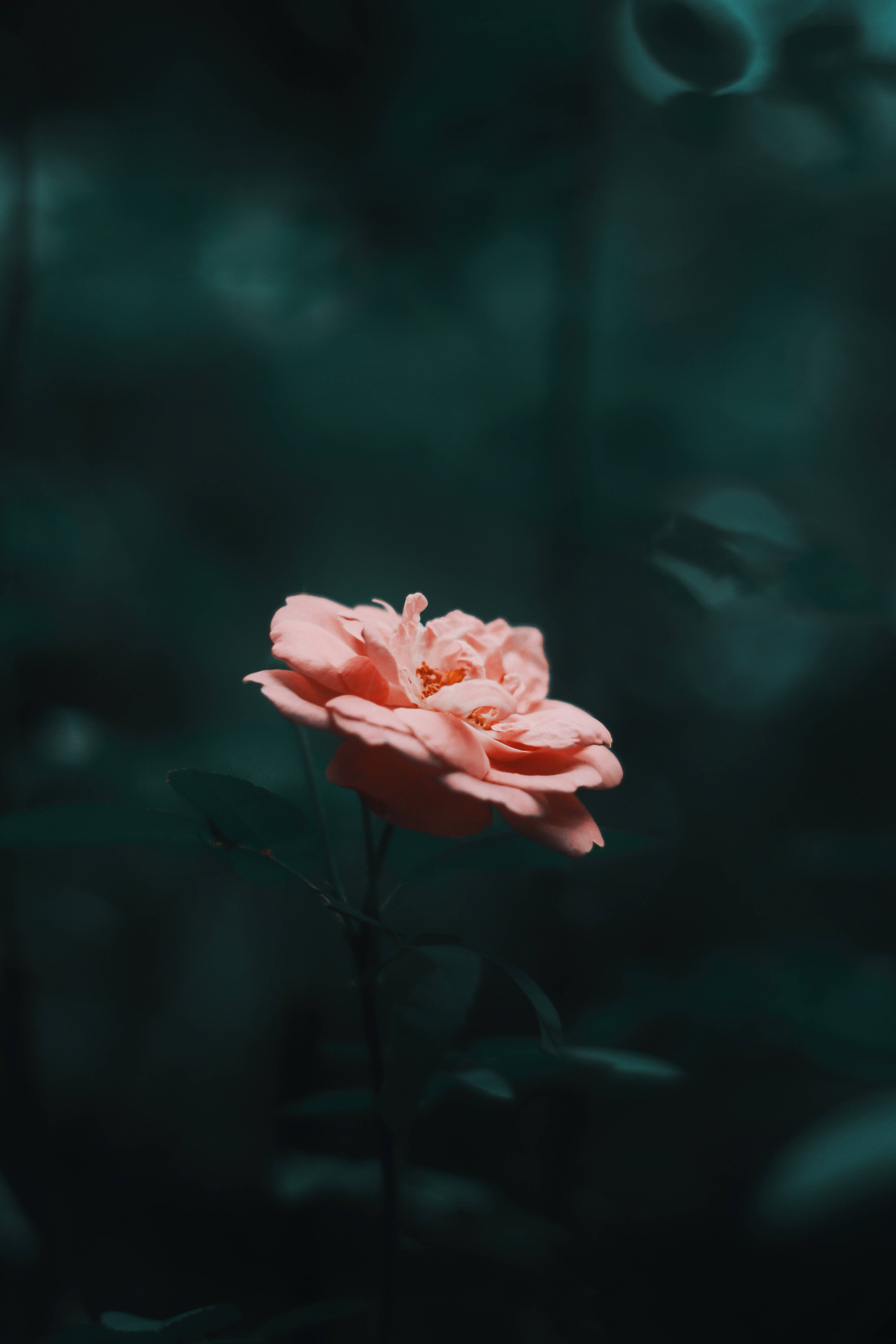 single pink rose, deep teal blurred background, moody garden scene, 5K Phone Wallpaper
