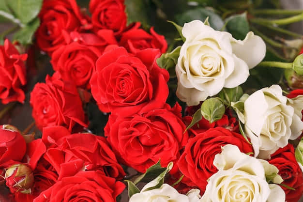 red and white roses, green leaves, lush bouquet, SD Desktop Wallpaper