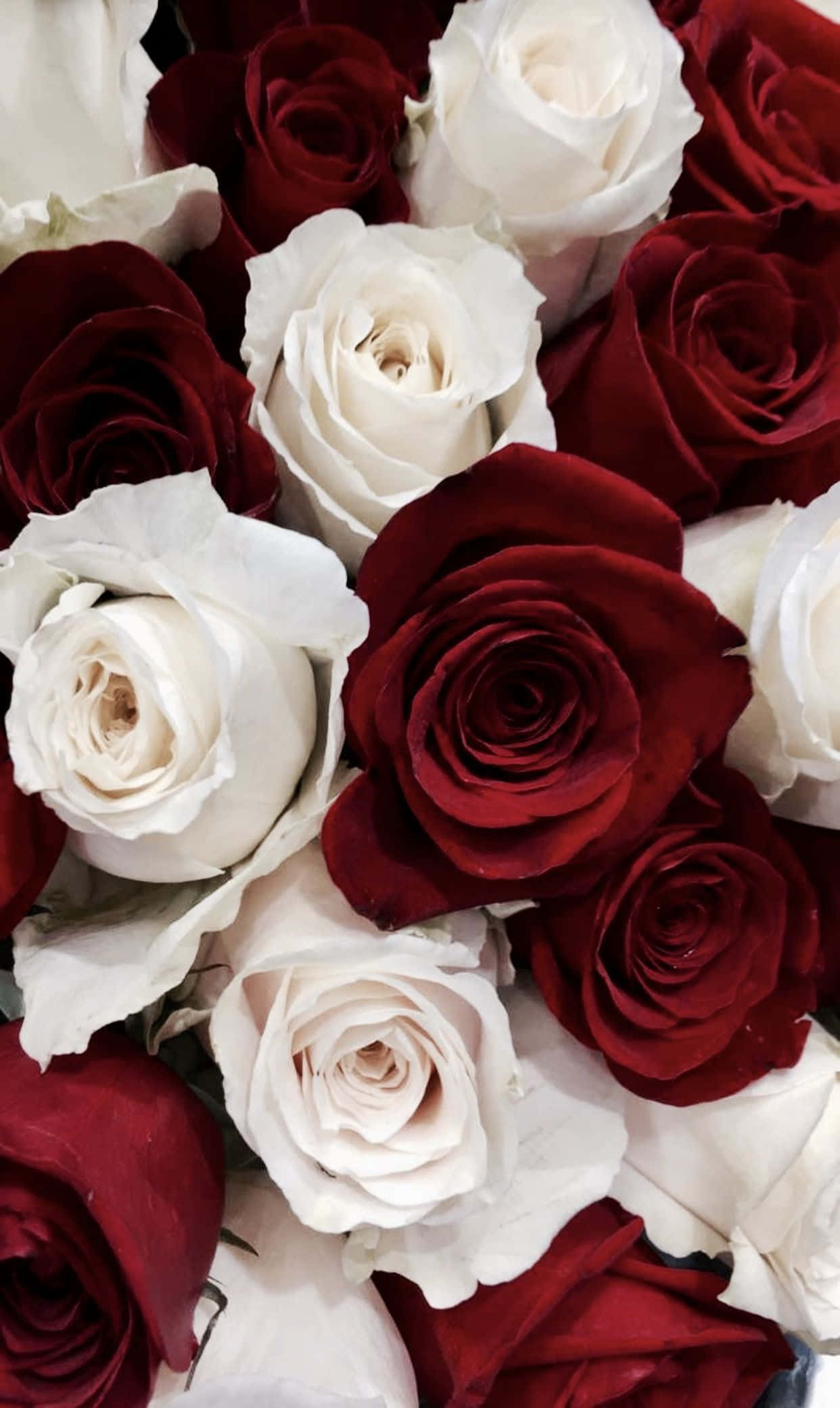 red and white roses, deep red roses, pristine white roses, Full HD Phone Wallpaper