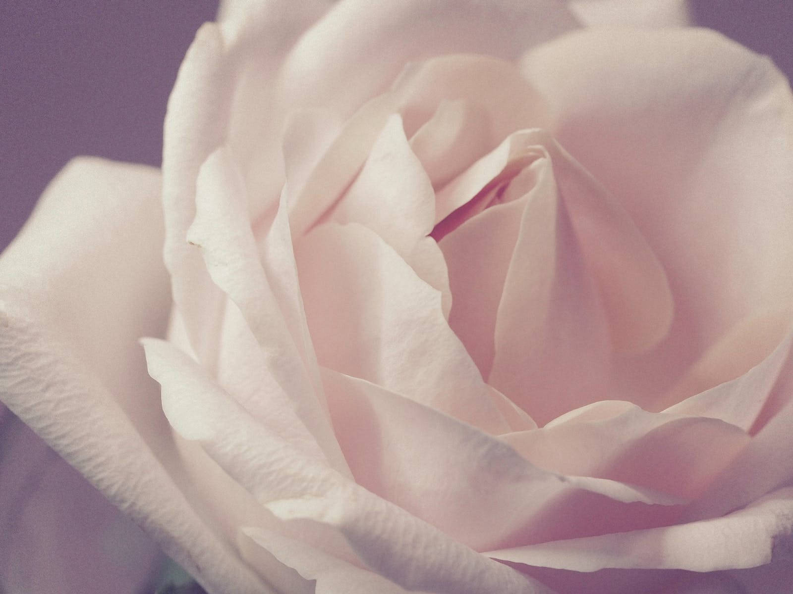 pinkish white rose, soft pink rose, full bloom, HD Desktop Wallpaper