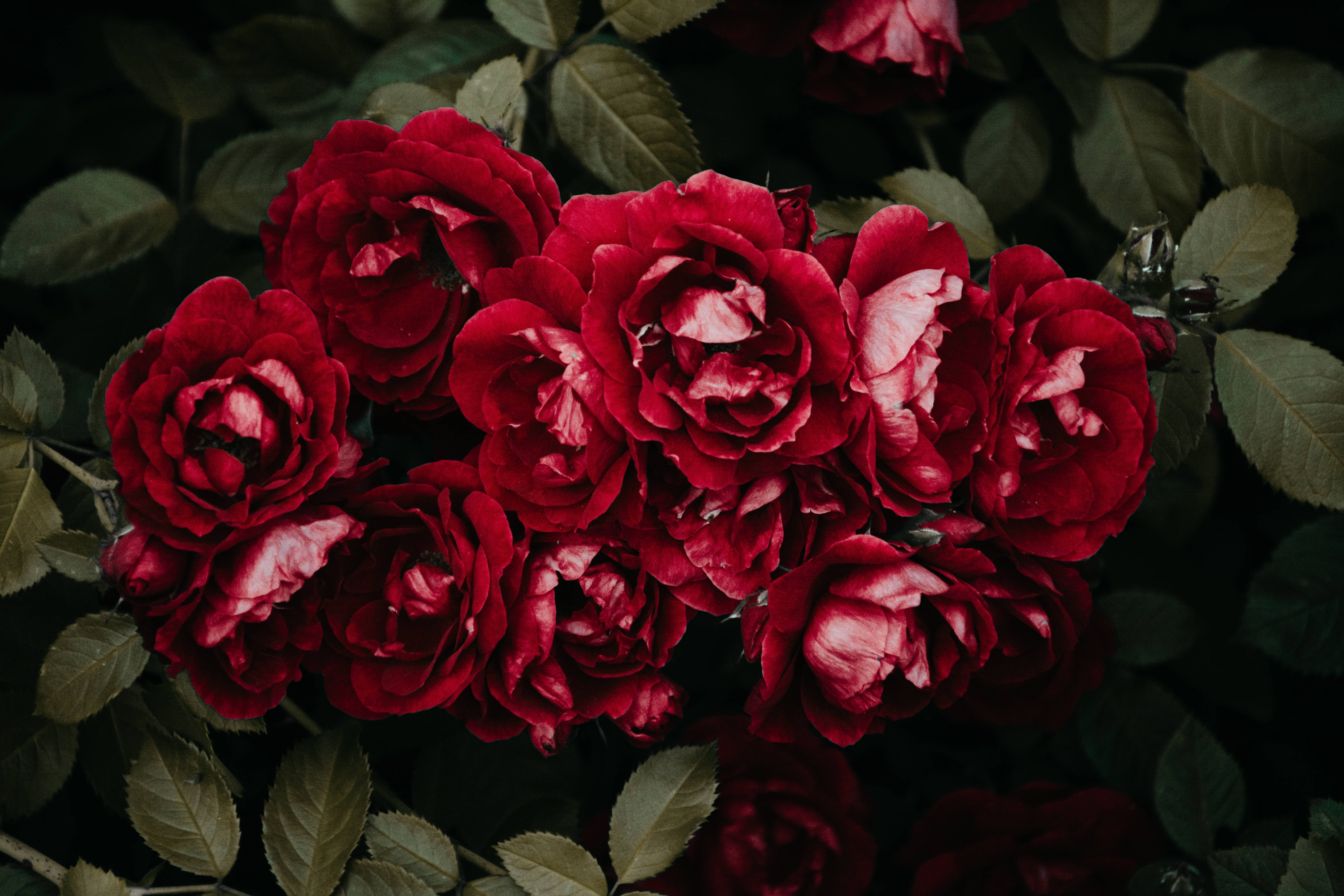 red rose, deep crimson roses, dark green foliage, 5K Desktop Wallpaper