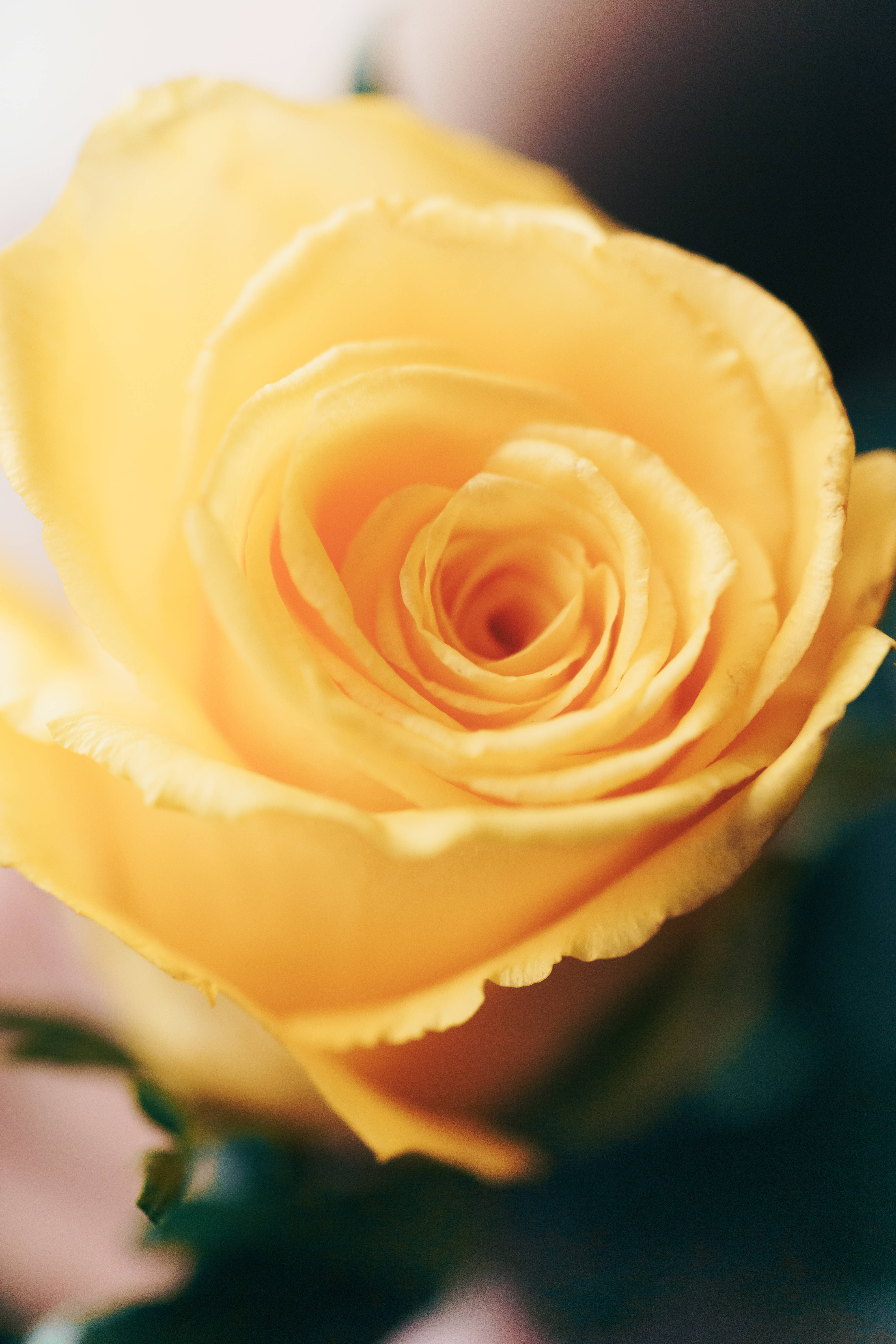 yellow rose, vibrant yellow, soft petals, 5K Phone Wallpaper
