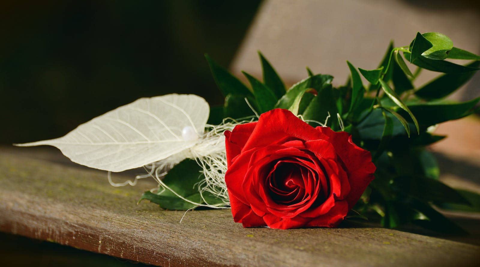 red rose, white leaf, lush green leaves, HD Desktop Wallpaper