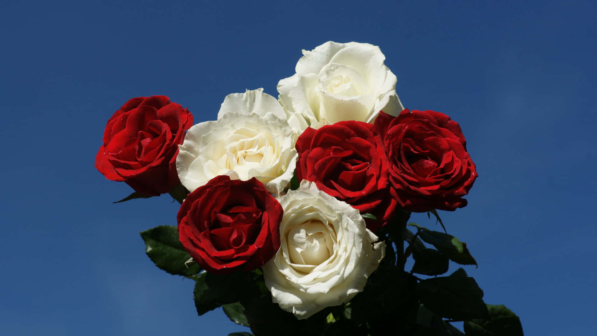 red and white roses, blue sky, lush floral arrangement, Full HD Desktop Wallpaper