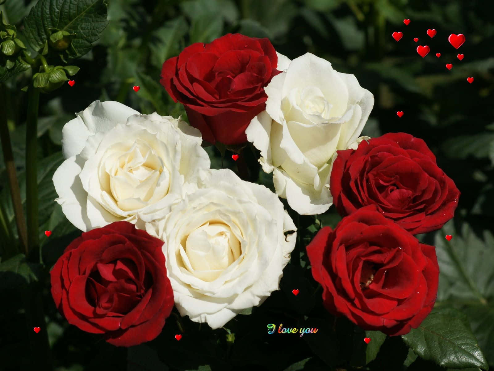 red and white roses, I love you, floating red hearts, HD Desktop Wallpaper