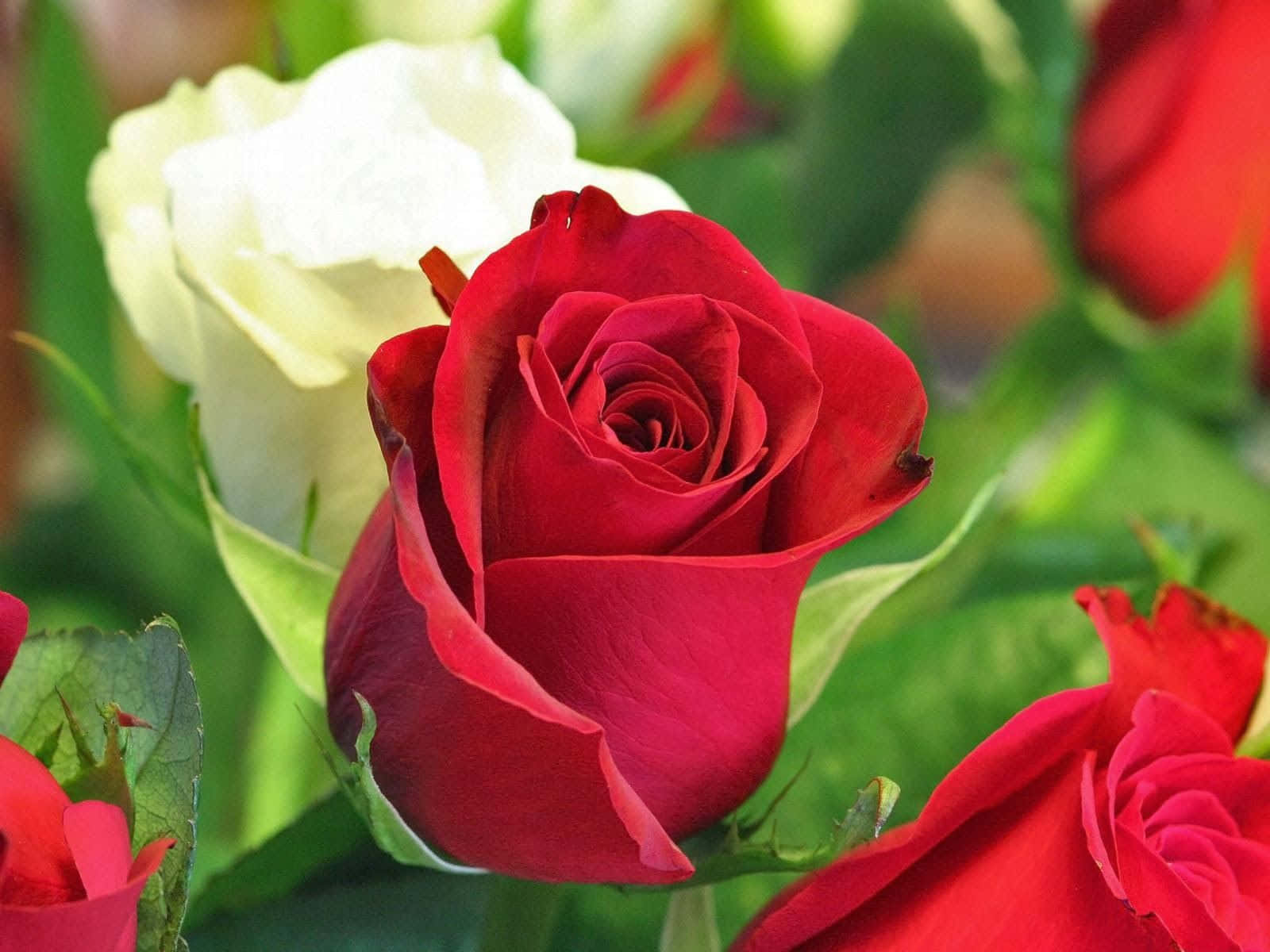 red rose, white rose, lush green leaves, HD Desktop Wallpaper