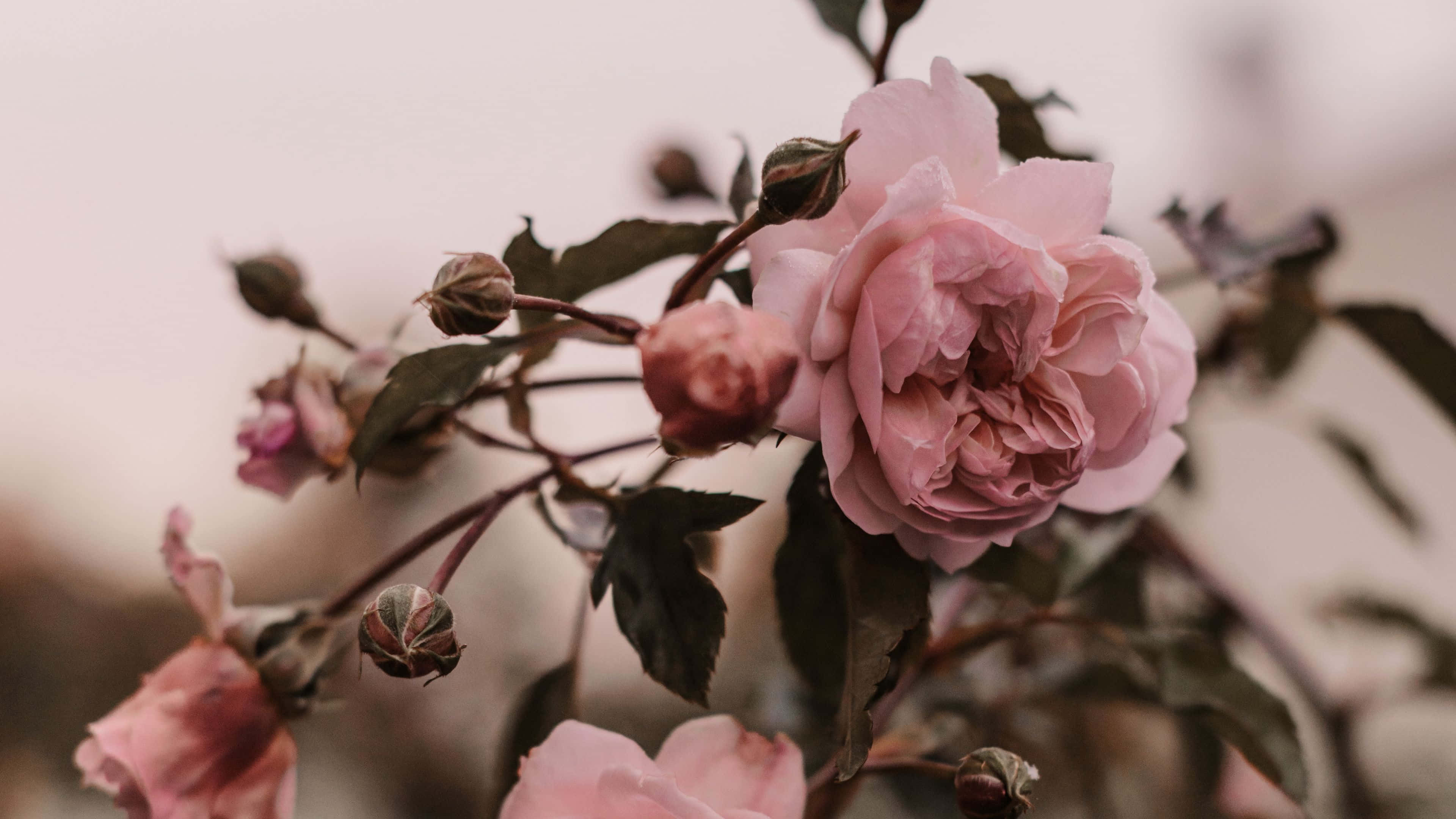 rose laptop, faint pink rose, green leaves, 4K Desktop Wallpaper