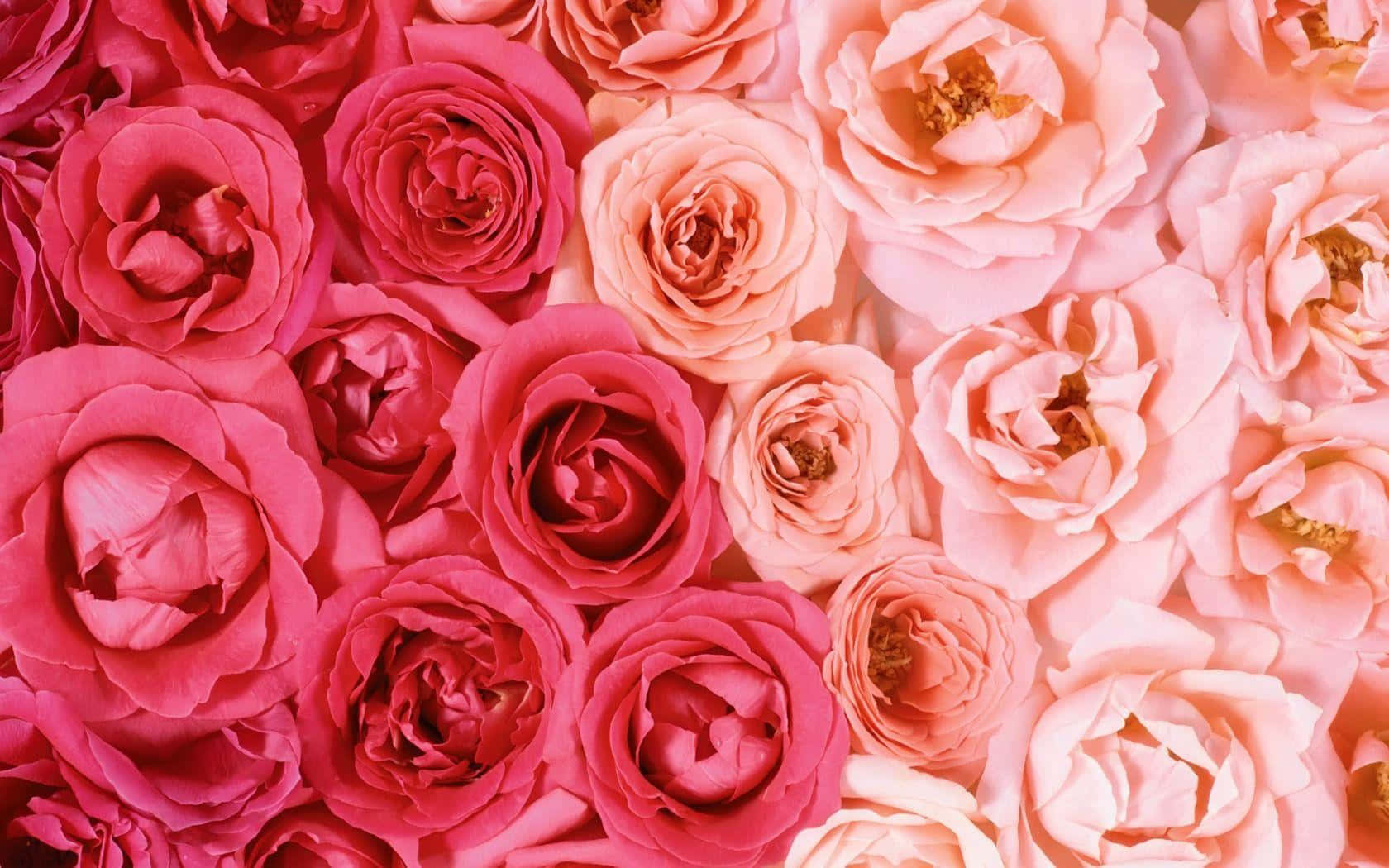 rose laptop, pink, coral, HD Desktop Wallpaper