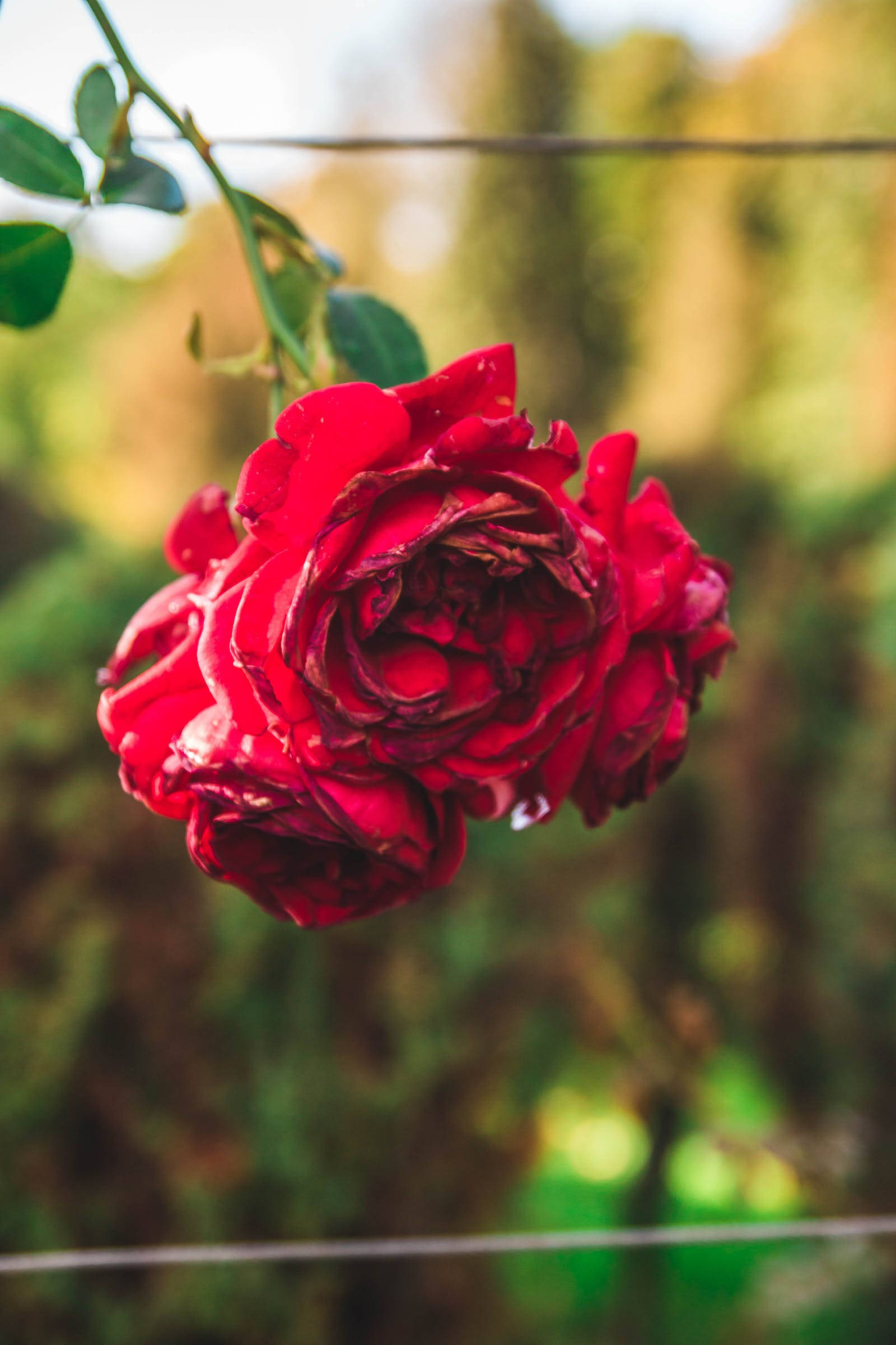 fresh red rose, dewdrops, soft blurred green garden backdrop, Full HD Phone Wallpaper