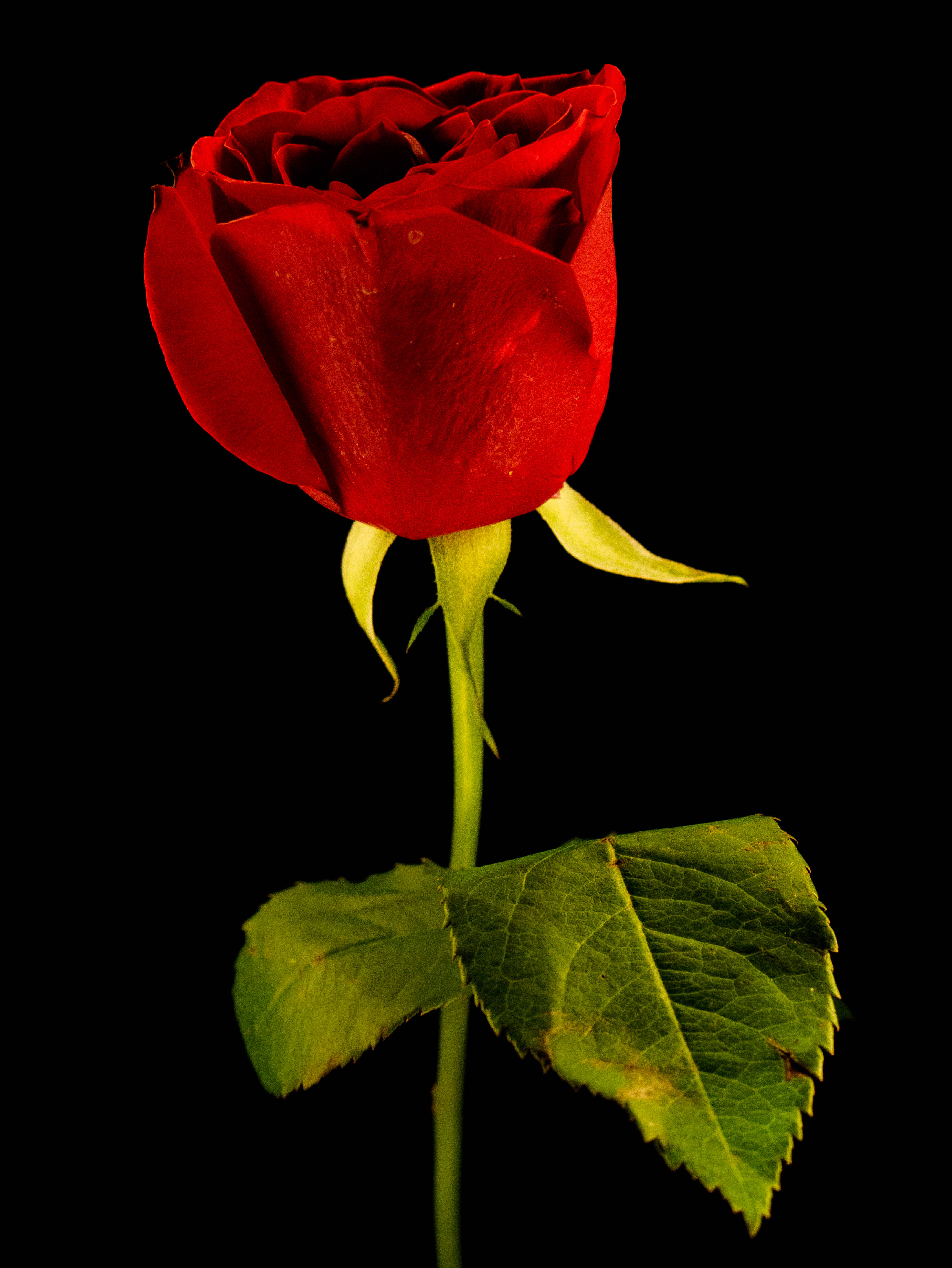 one stem red rose, vibrant red rose, green stem, 4K Phone Wallpaper