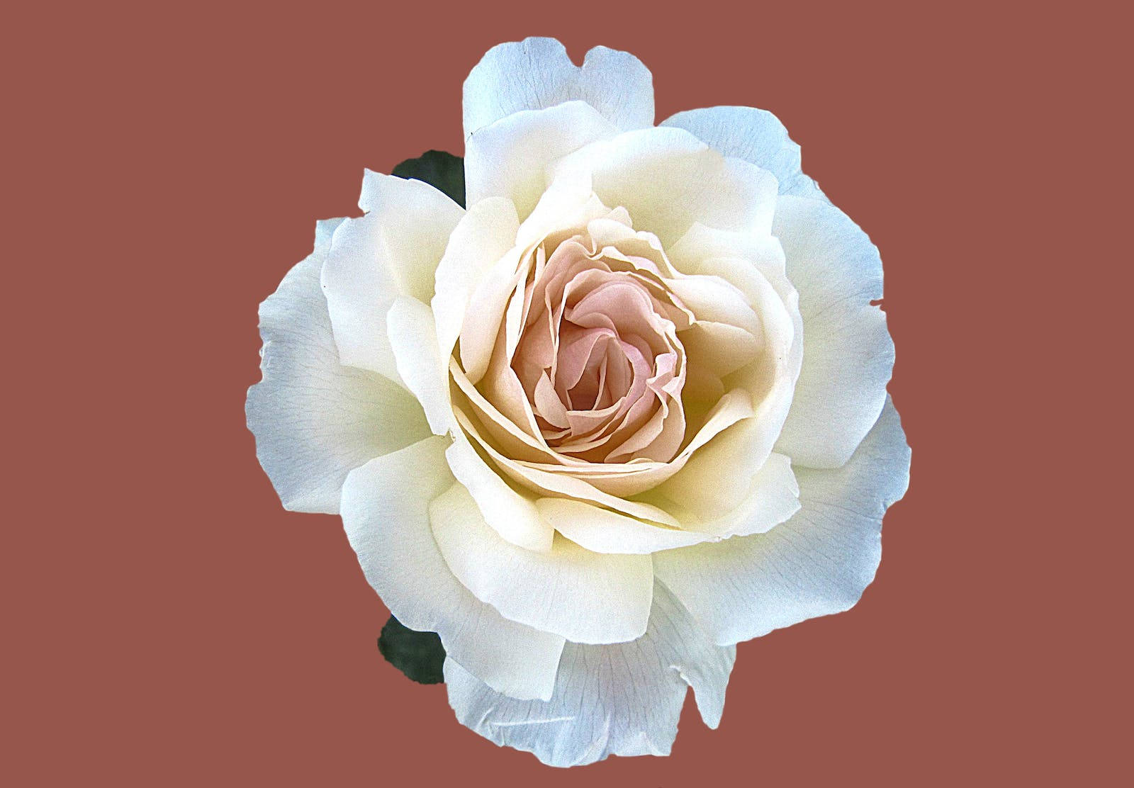 white rose, soft pink center, muted terracotta background, HD Desktop Wallpaper