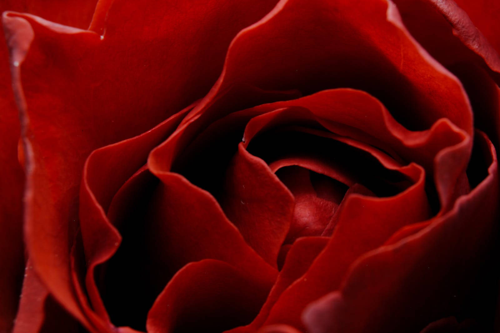 Red Rose HD, deep red, velvety petals, HD Desktop Wallpaper