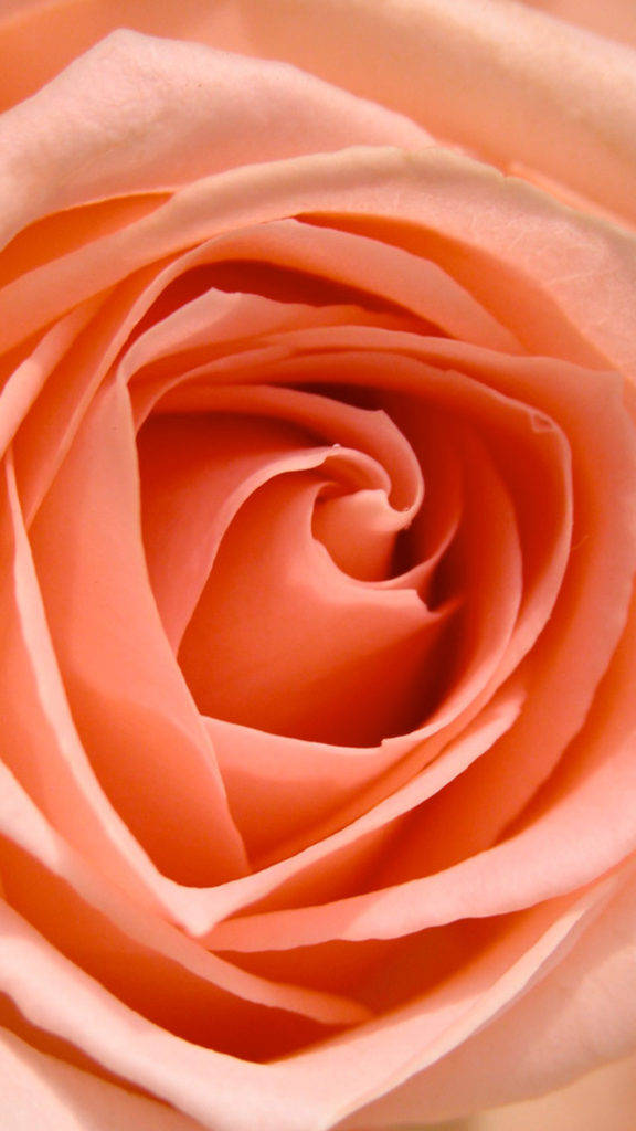 Orange Rose HD, peach rose, soft layered petals, SD Phone Wallpaper