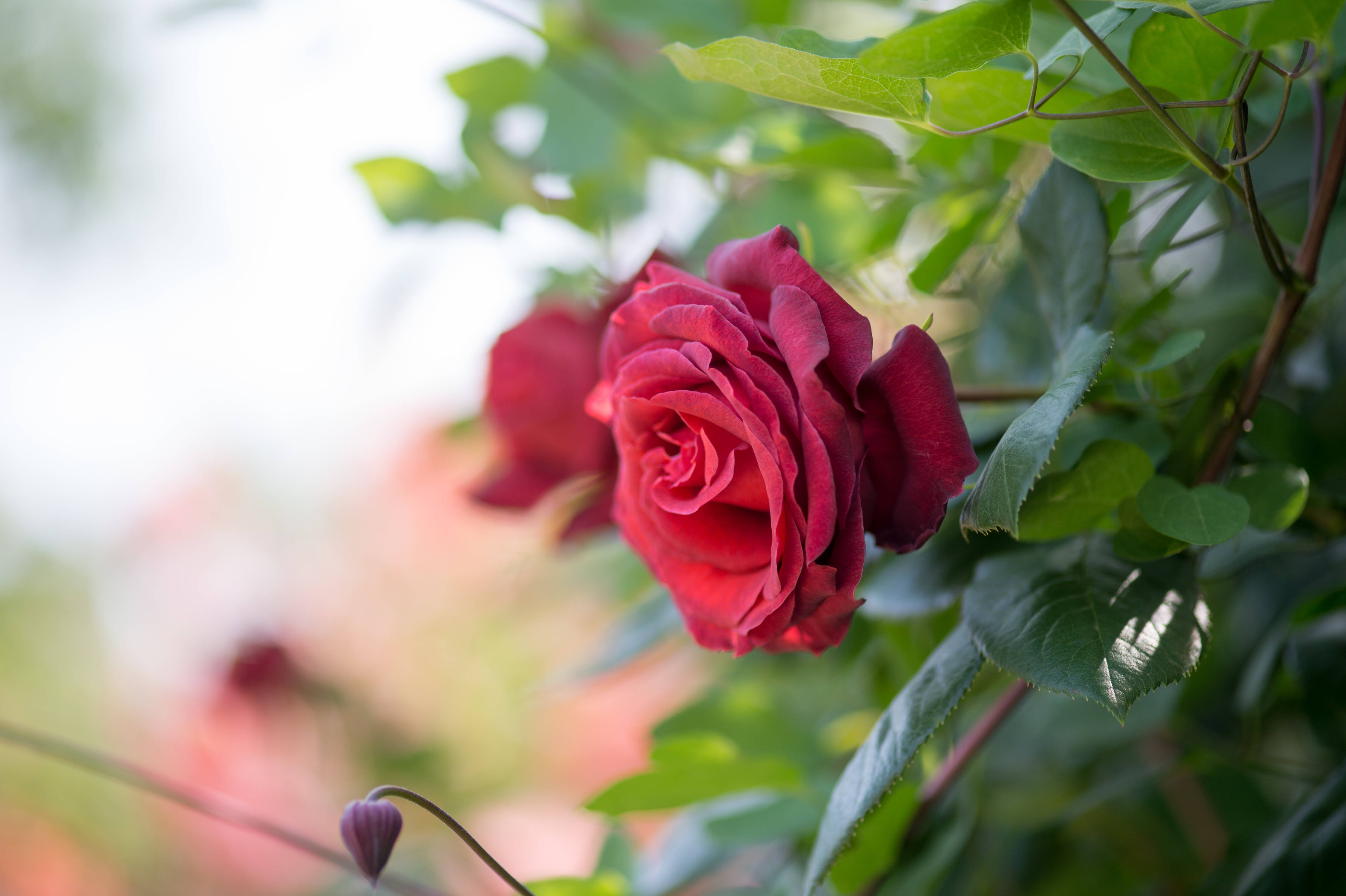 full bloom red rose, deep red rose, soft blurred green foliage background, 4K Desktop Wallpaper