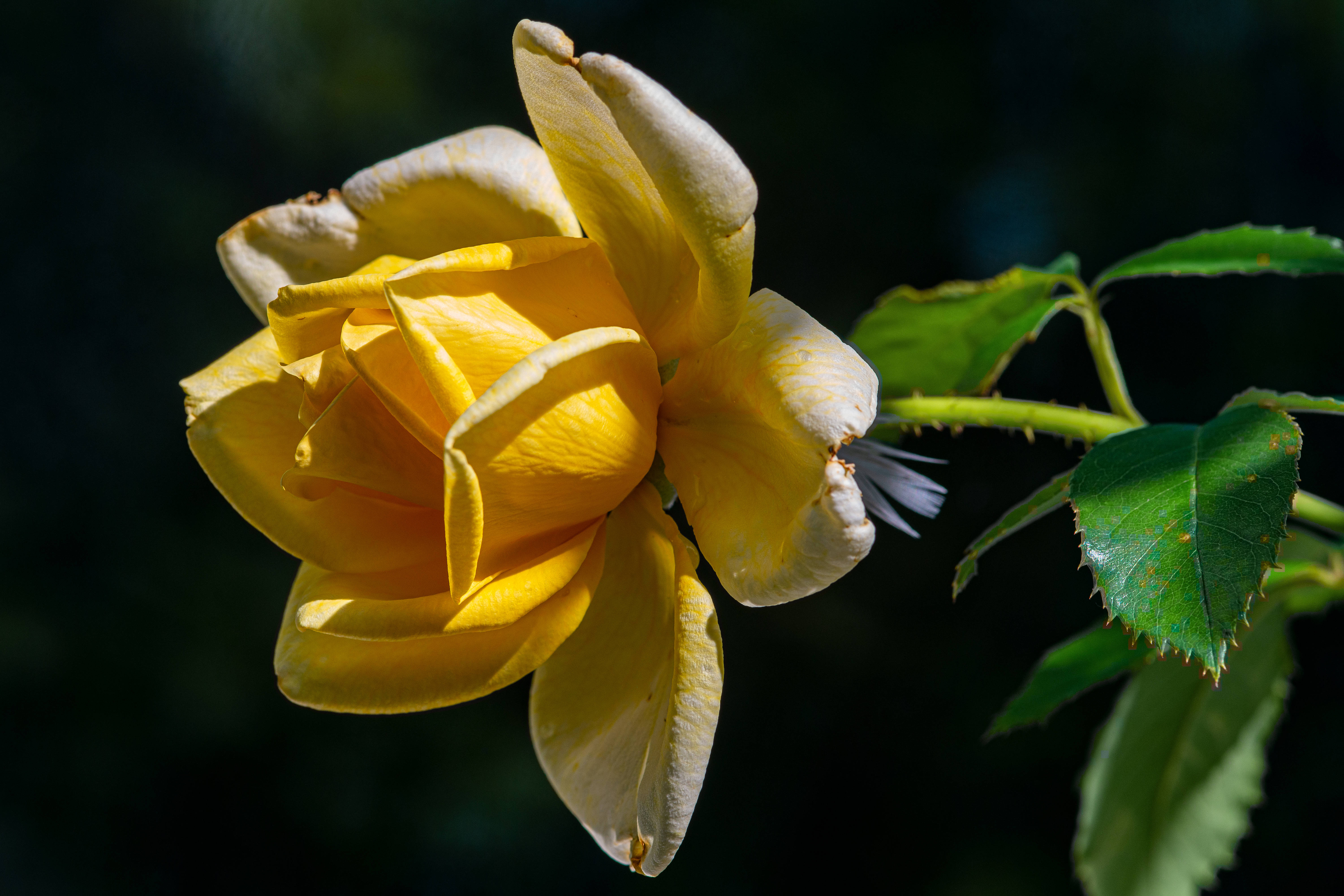 yellow rose, delicate petals, green leaves, 5K Desktop Wallpaper
