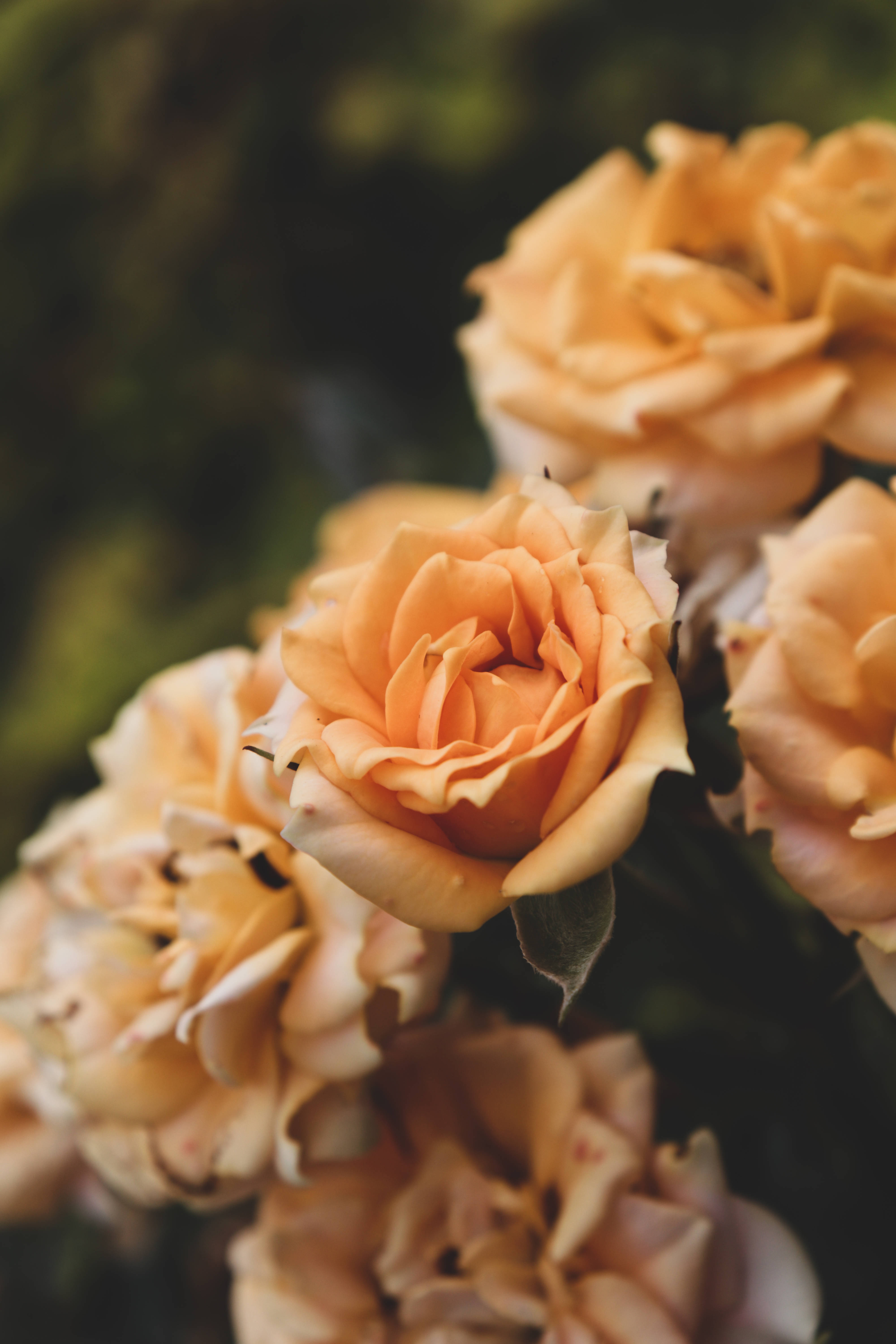 bouquet yellow rose, soft peach roses, blurred green backdrop, 5K Phone Wallpaper