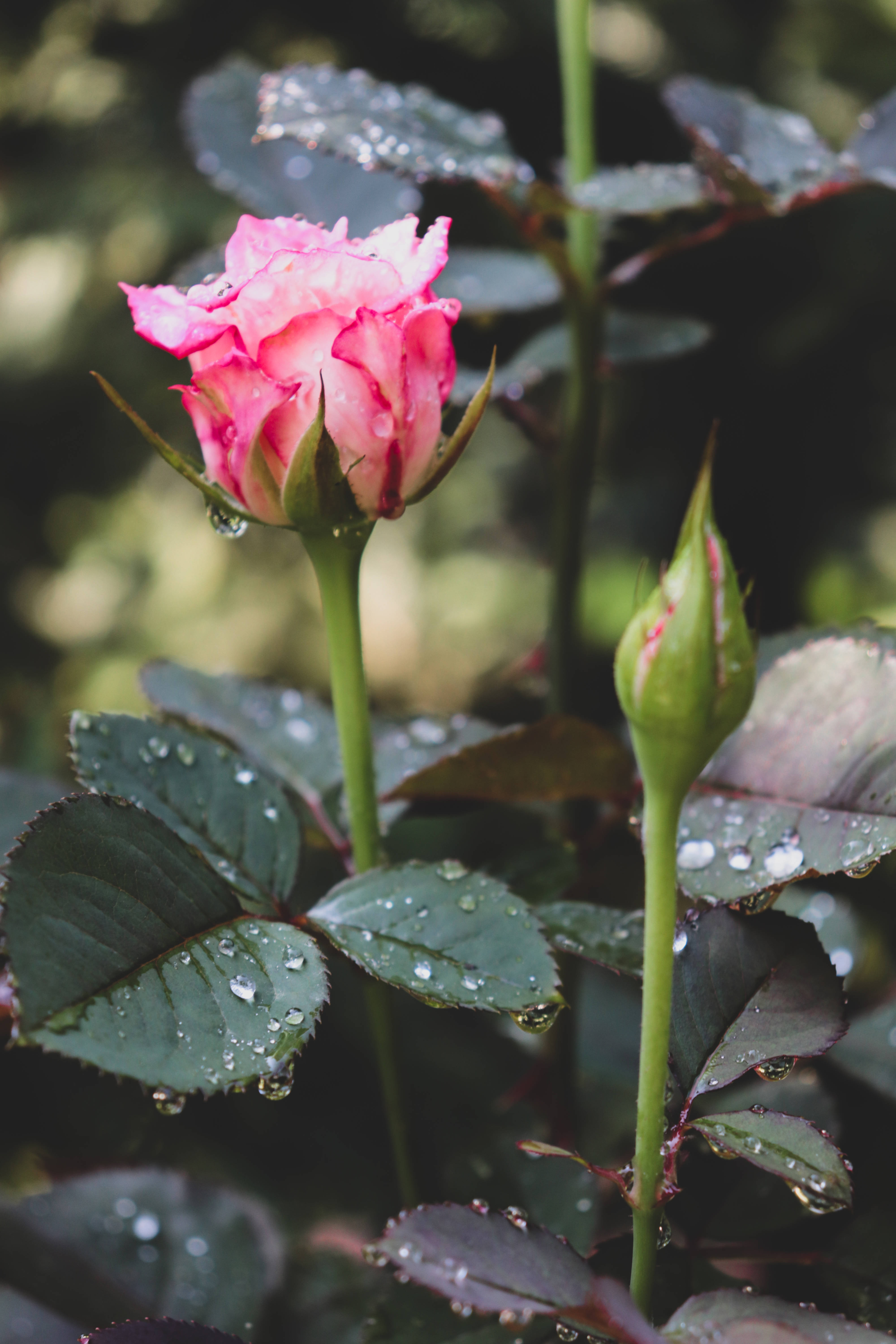 pink rosebud, dewdrops, lush green stem, 5K Phone Wallpaper