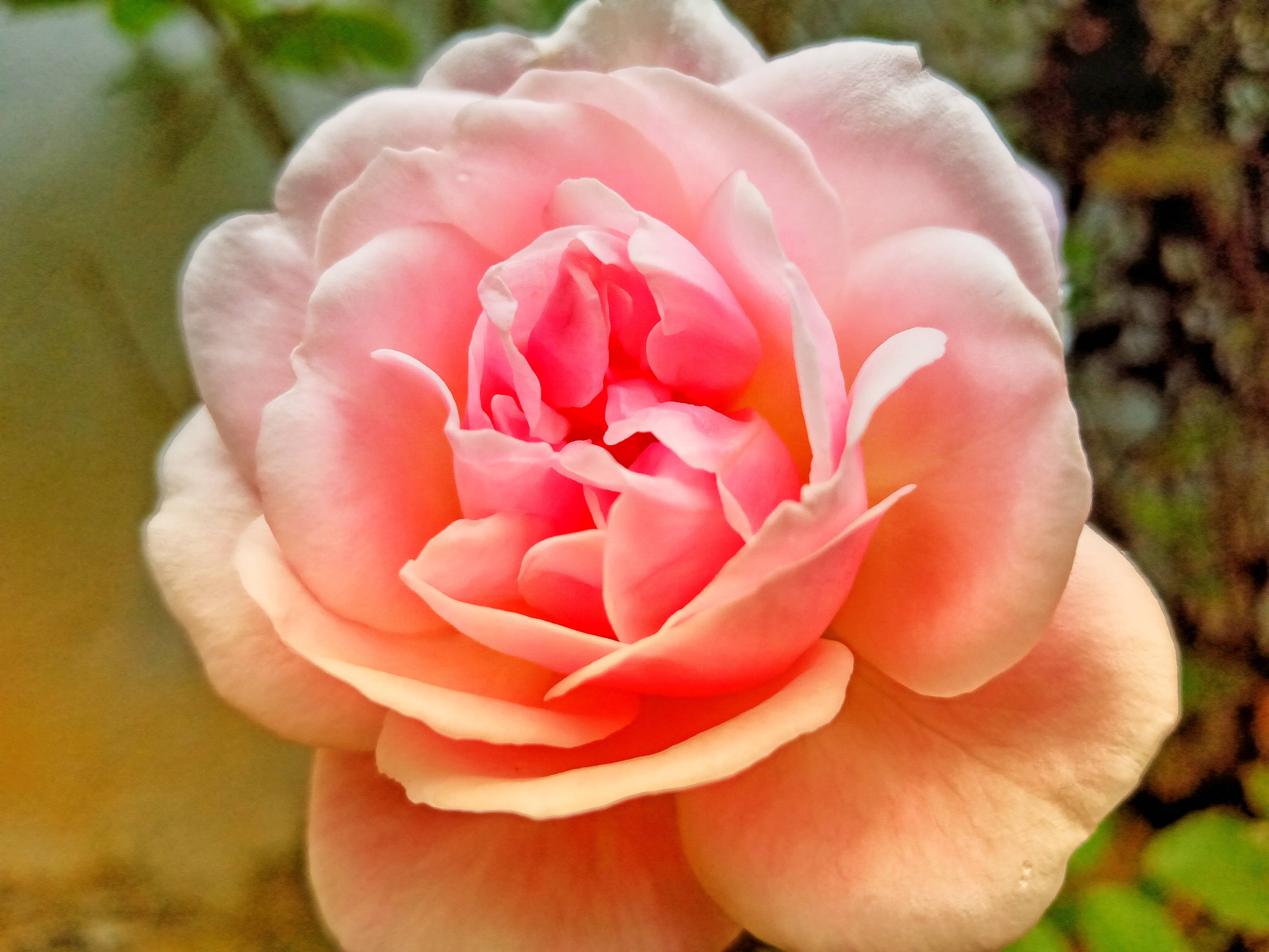 full bloom pink rose hd, pink rose, soft layered petals, 4K Desktop Wallpaper