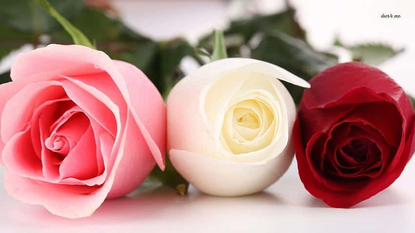 pink roses, red roses, white roses, SD Desktop Wallpaper