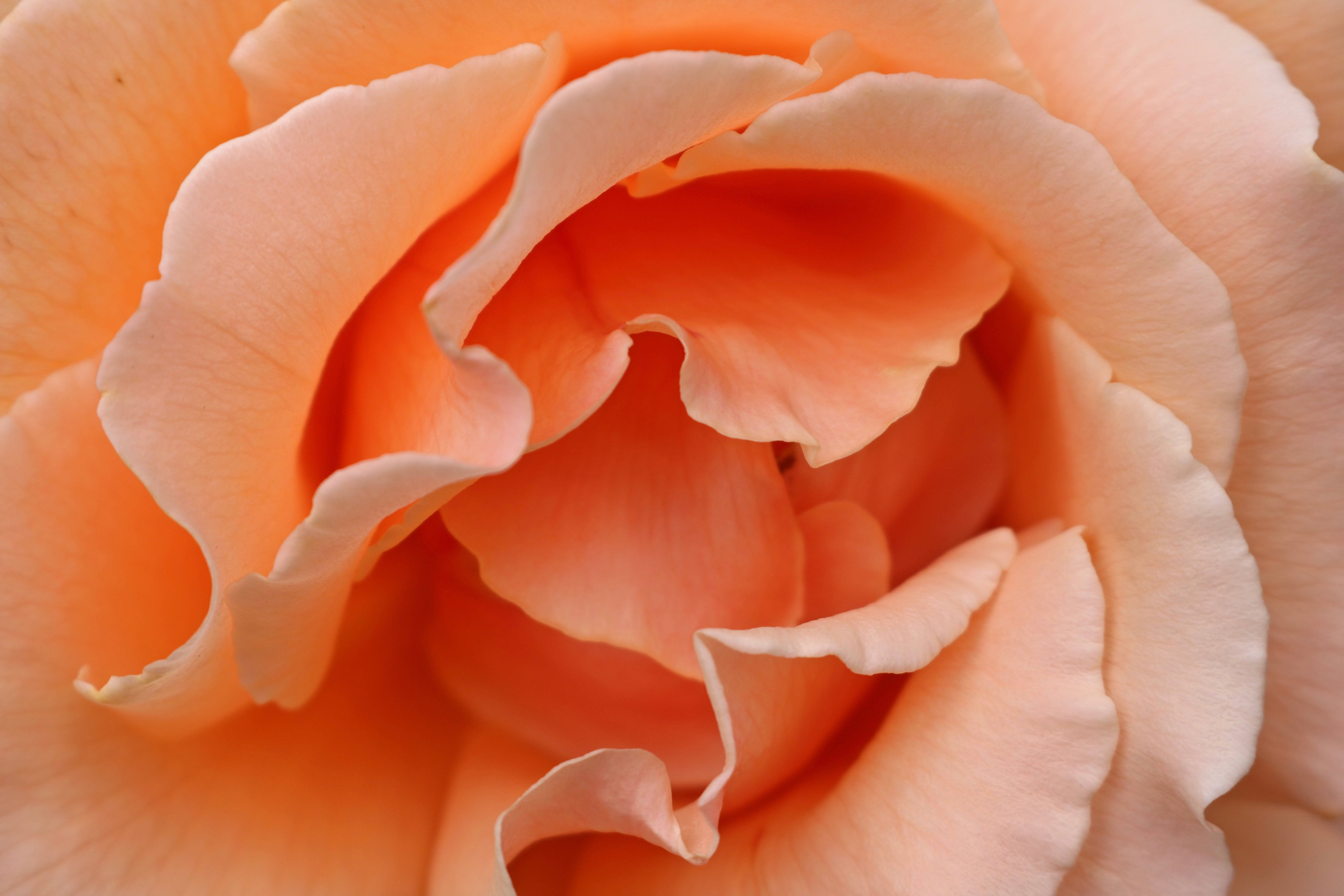pastel orange rose, peach rose, soft layered petals, 5K Desktop Wallpaper