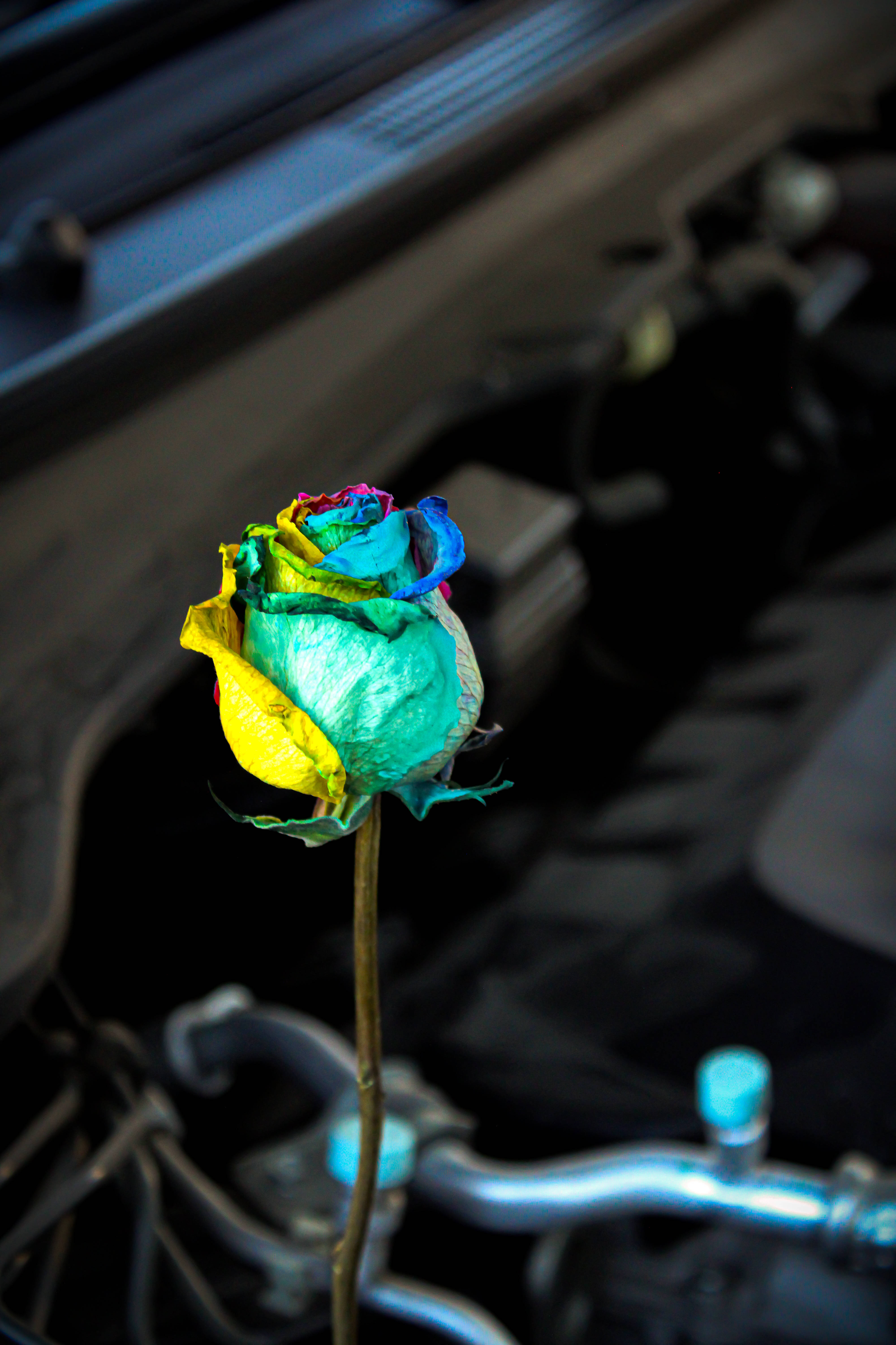 Teal-Colored Rose HD, rainbow rose, yellow green blue and purple petals, 5K Phone Wallpaper