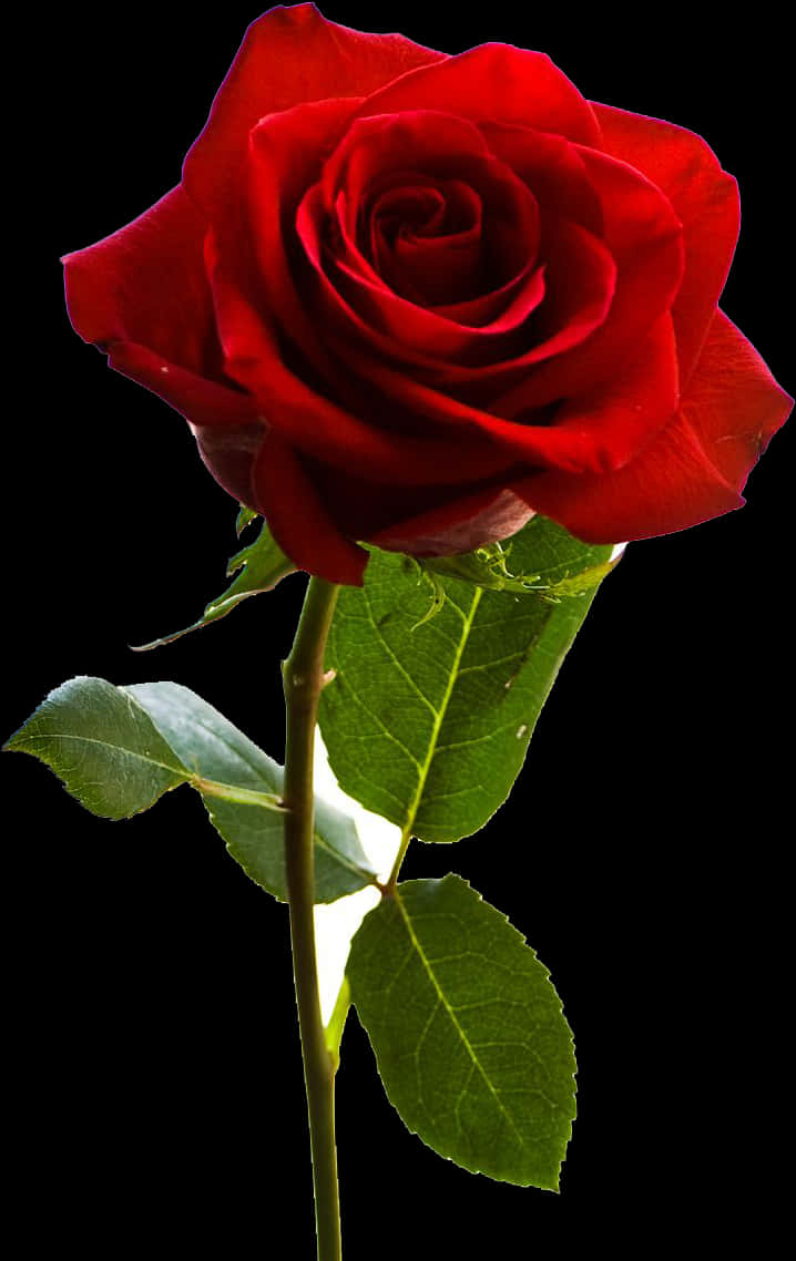 red rose, lush green leaves, stark black background, SD Phone Wallpaper