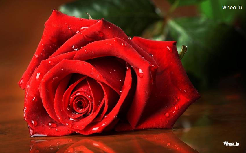 Red Roses Desktop, vibrant red rose, glistening water droplets, SD Desktop Wallpaper