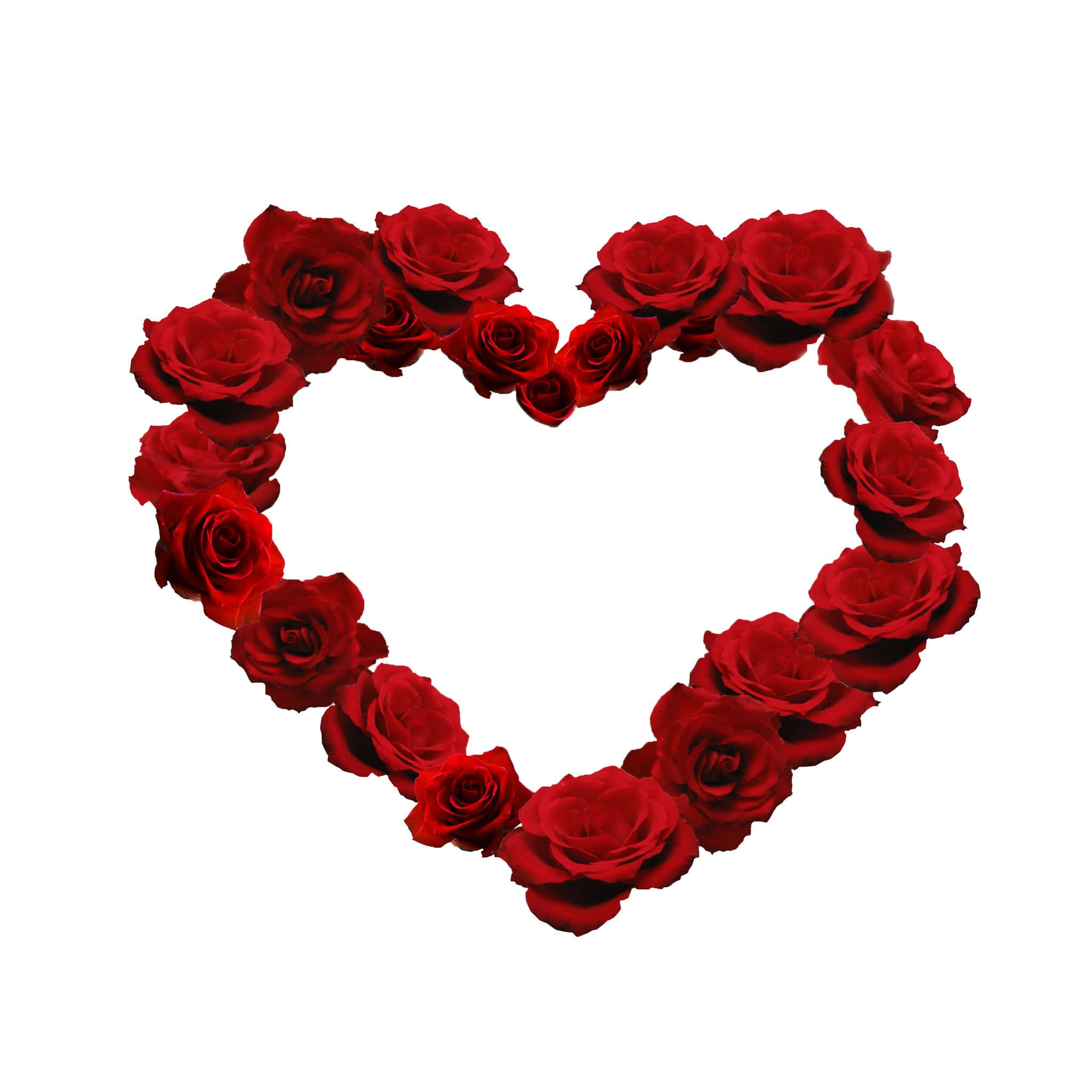 Rose Heart, deep red roses, white background, Full HD Desktop Wallpaper