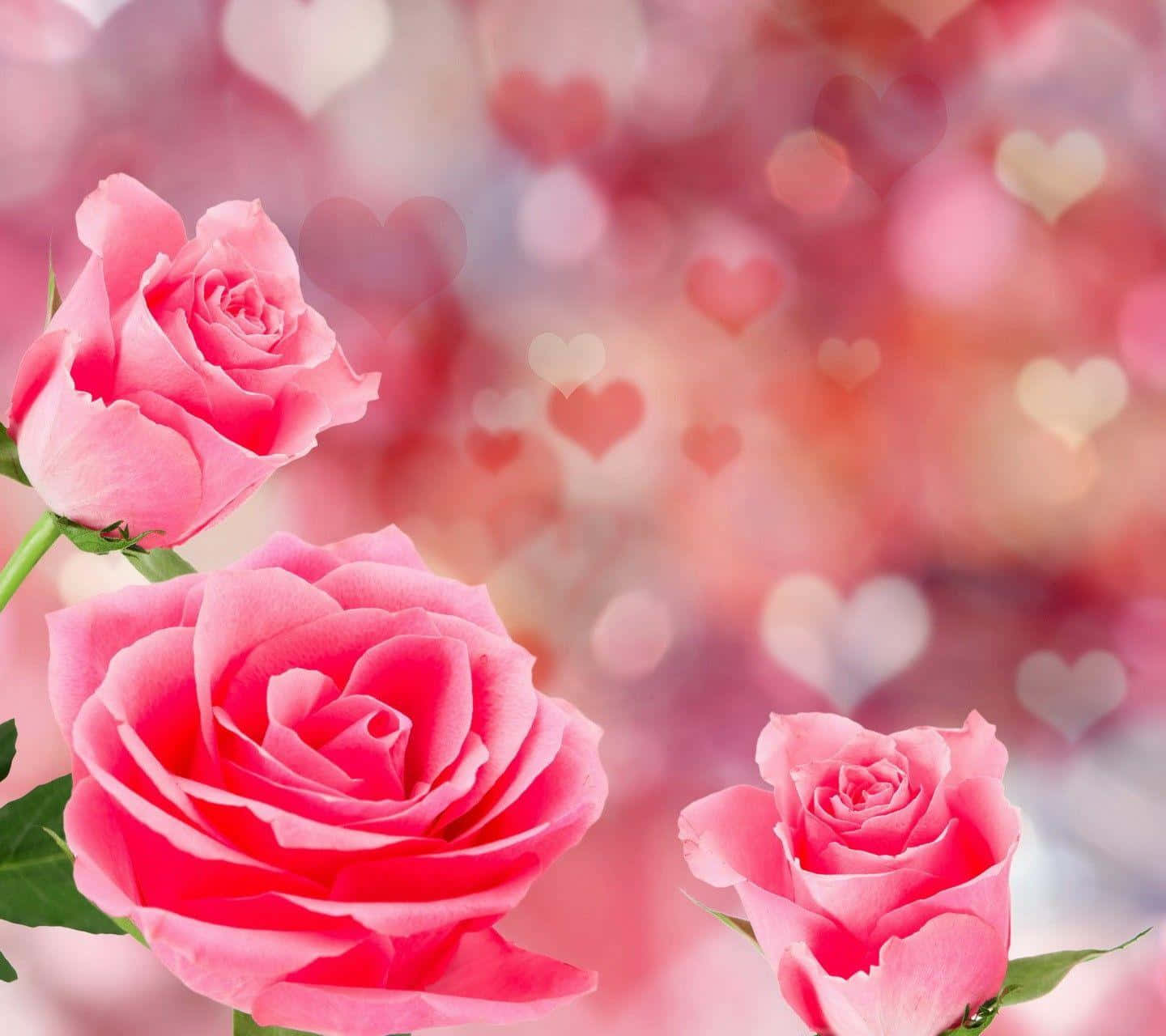Rose Heart, pink roses, heart-shaped bokeh lights, HD Desktop Wallpaper