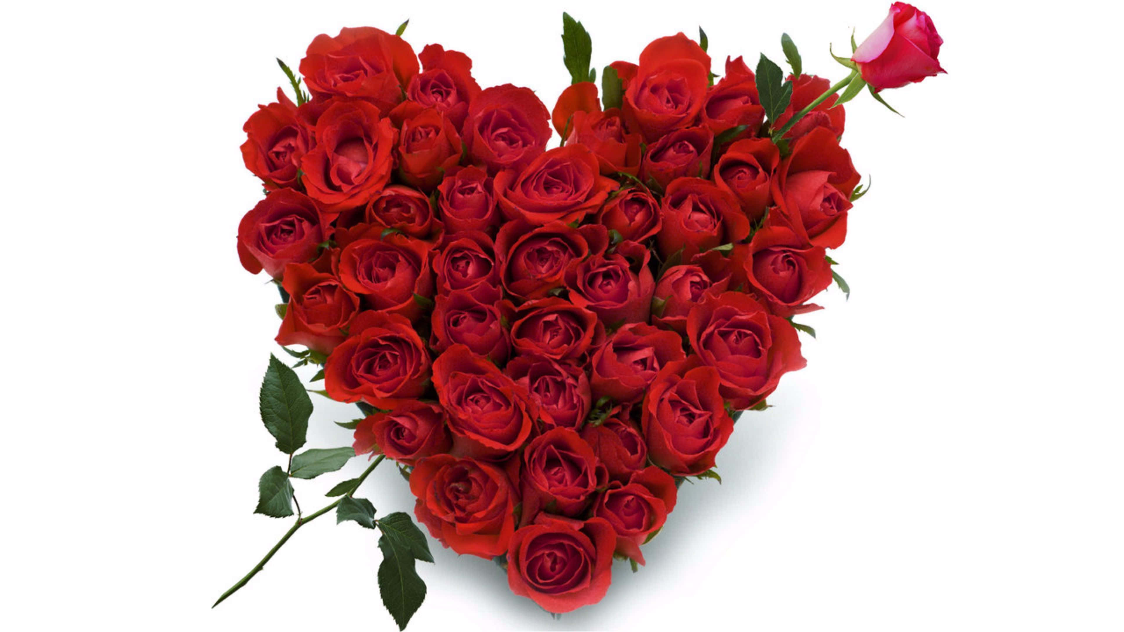 Rose Heart, vibrant red roses, green stems and leaves, 4K Desktop Wallpaper