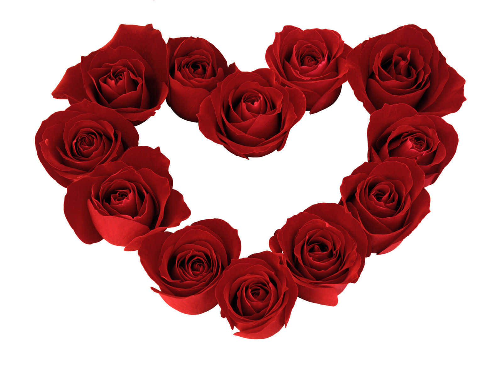 Rose Heart, vibrant red roses, heart shape, HD Desktop Wallpaper