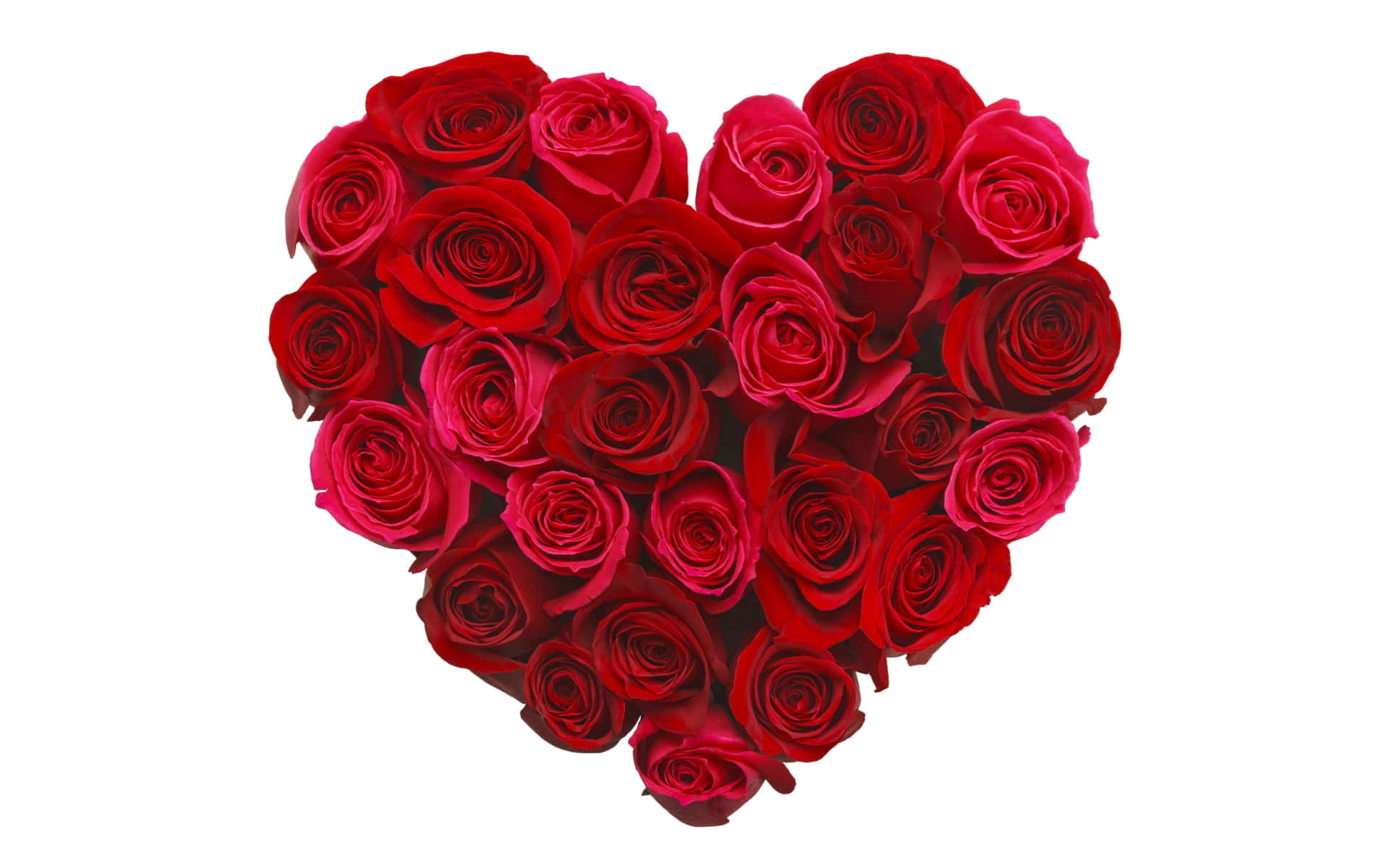 Rose Heart, deep red roses, velvety petals, Full HD Desktop Wallpaper