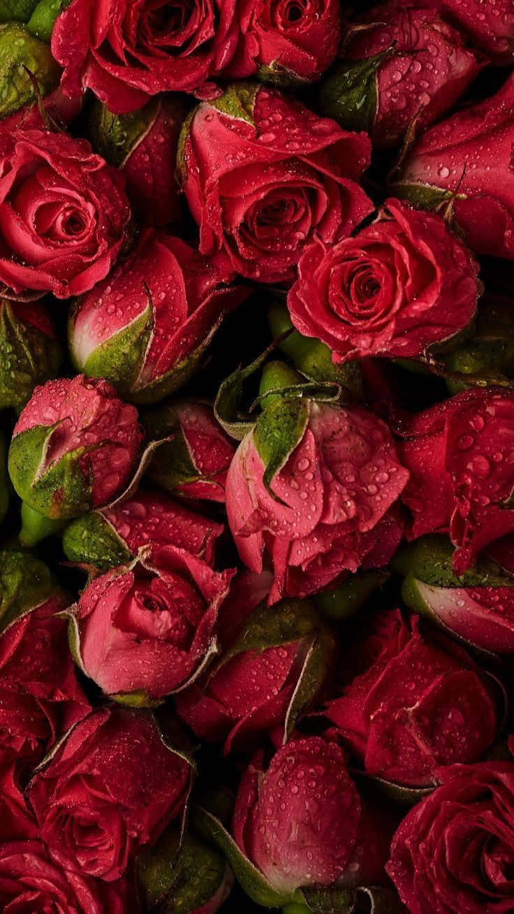 red rose, vibrant red roses, dew drops, HD Phone Wallpaper