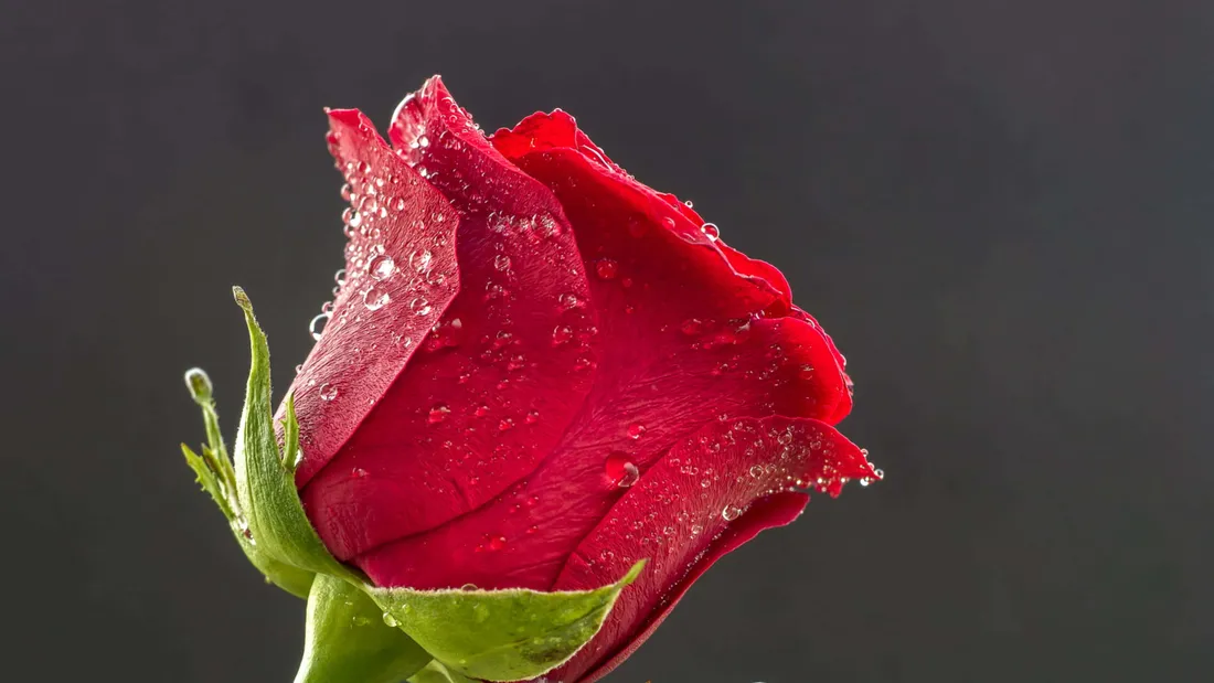 Rose In Rain