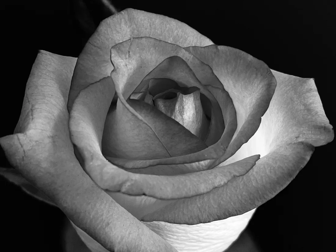 Rose iPhone