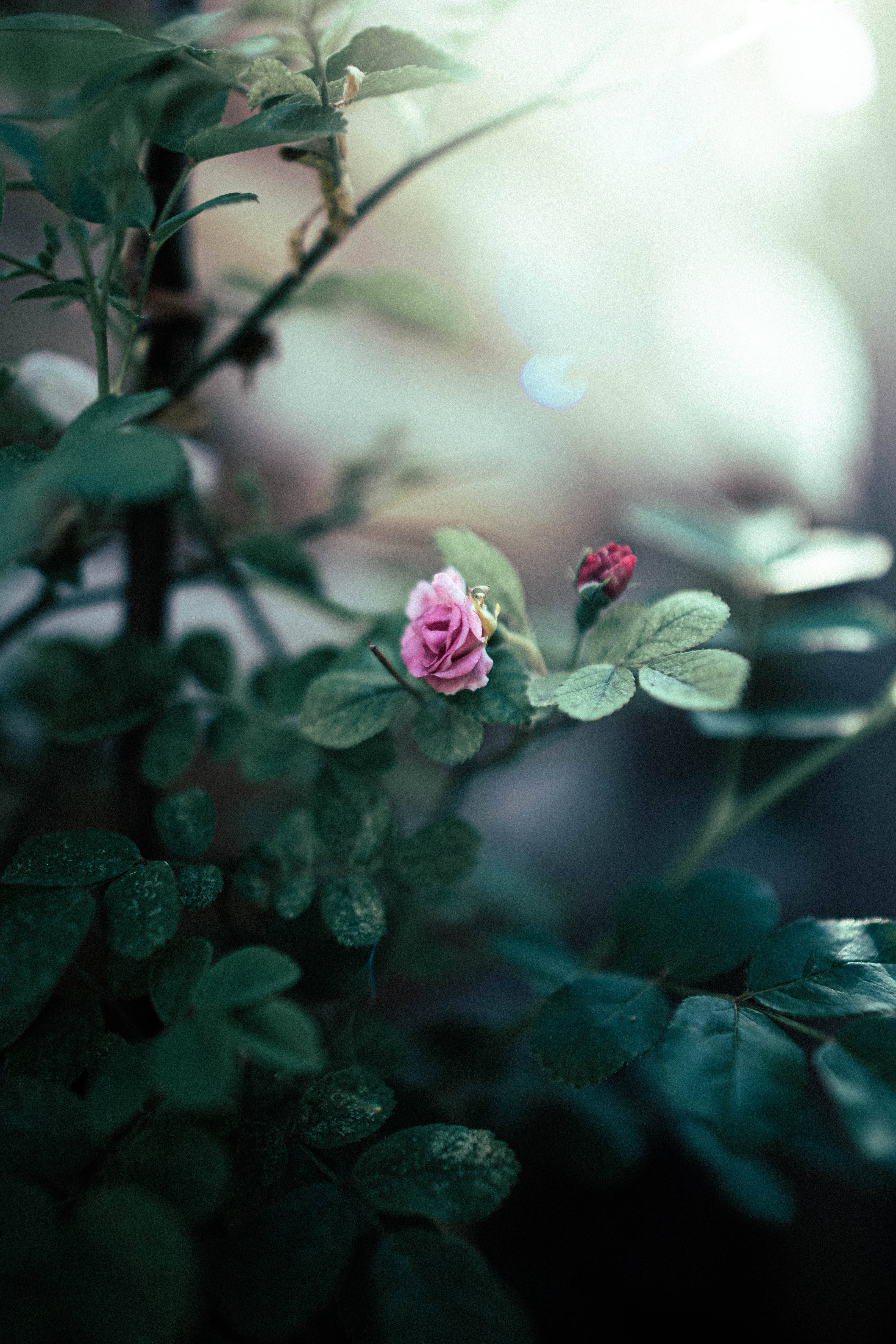 pink rosebud, lush green leaves, soft sunlight, 4K Phone Wallpaper