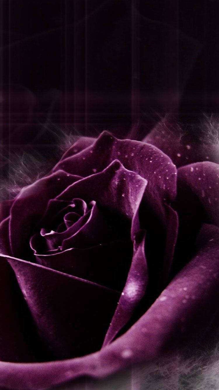 purple rose, dewdrops, dark smoky background, HD Phone Wallpaper
