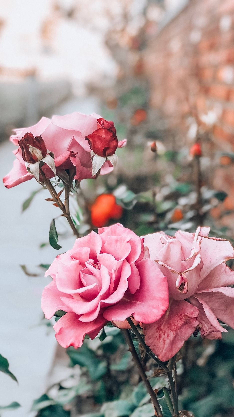 Pink Rose iPhone, daylight, soft pink roses, HD Phone Wallpaper