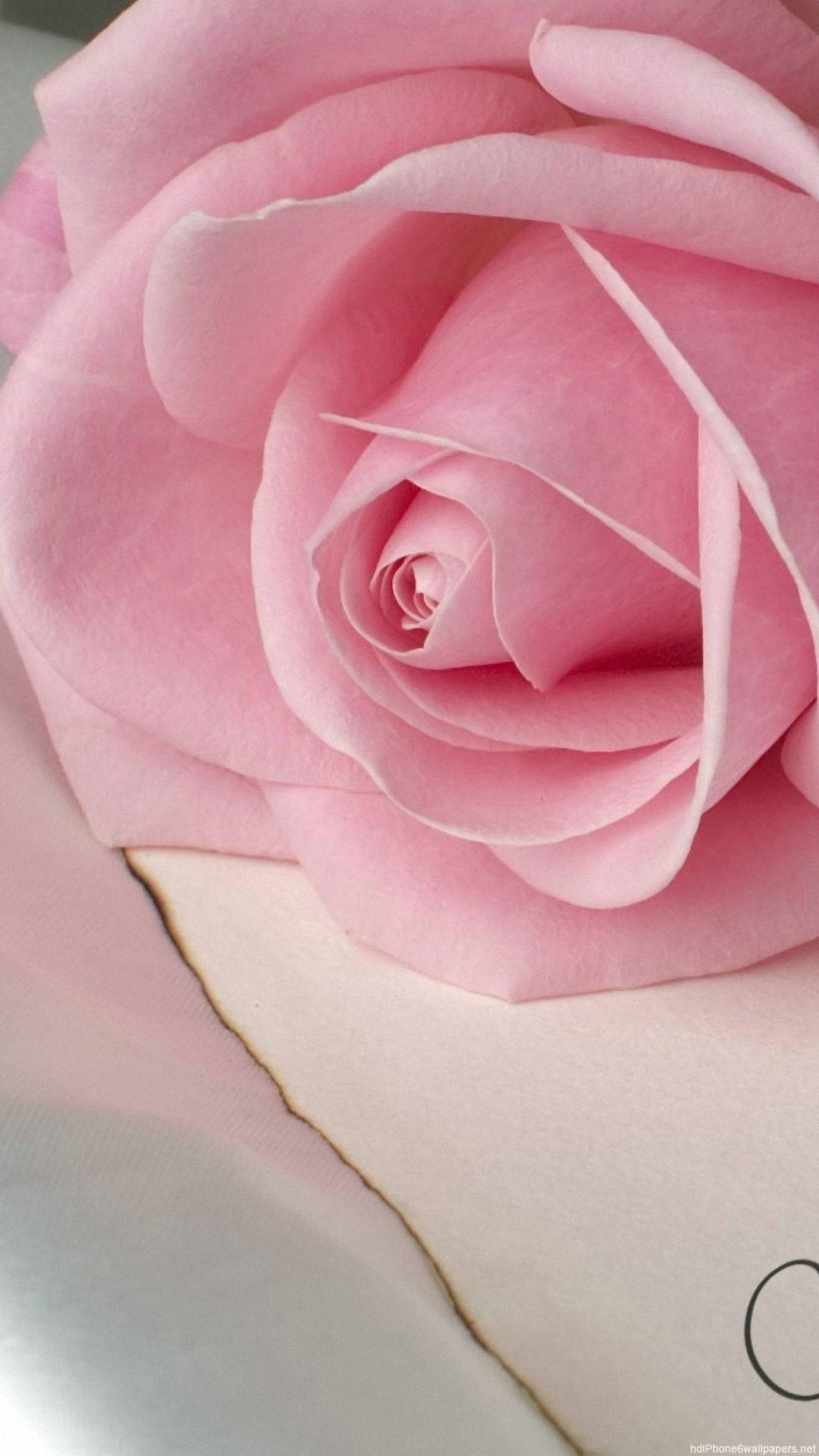 pastel pink rose, iPhone, pale surface, Full HD Phone Wallpaper