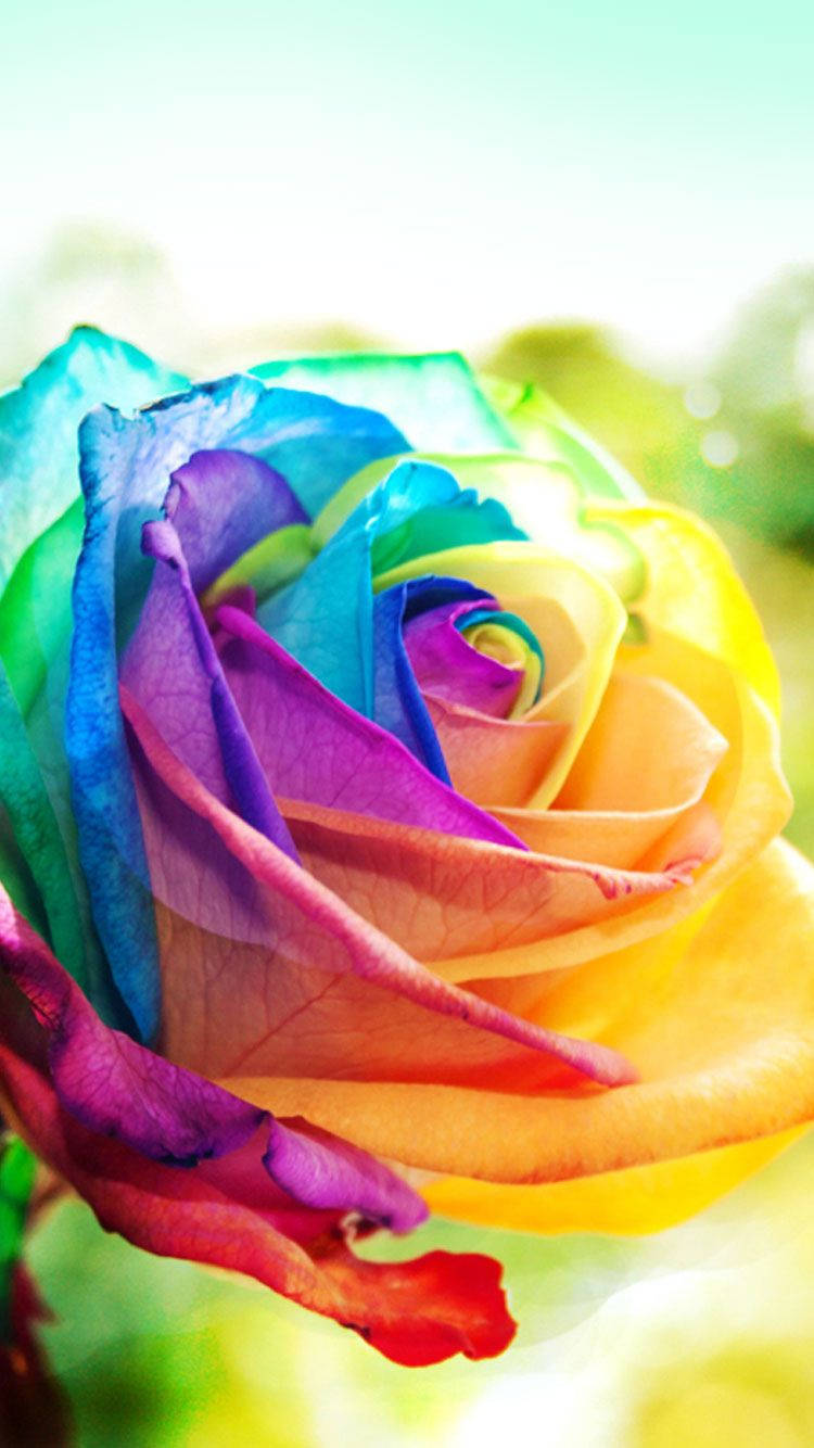 colorful rose iphone, rainbow rose, blue to purple to yellow and red, HD Phone Wallpaper