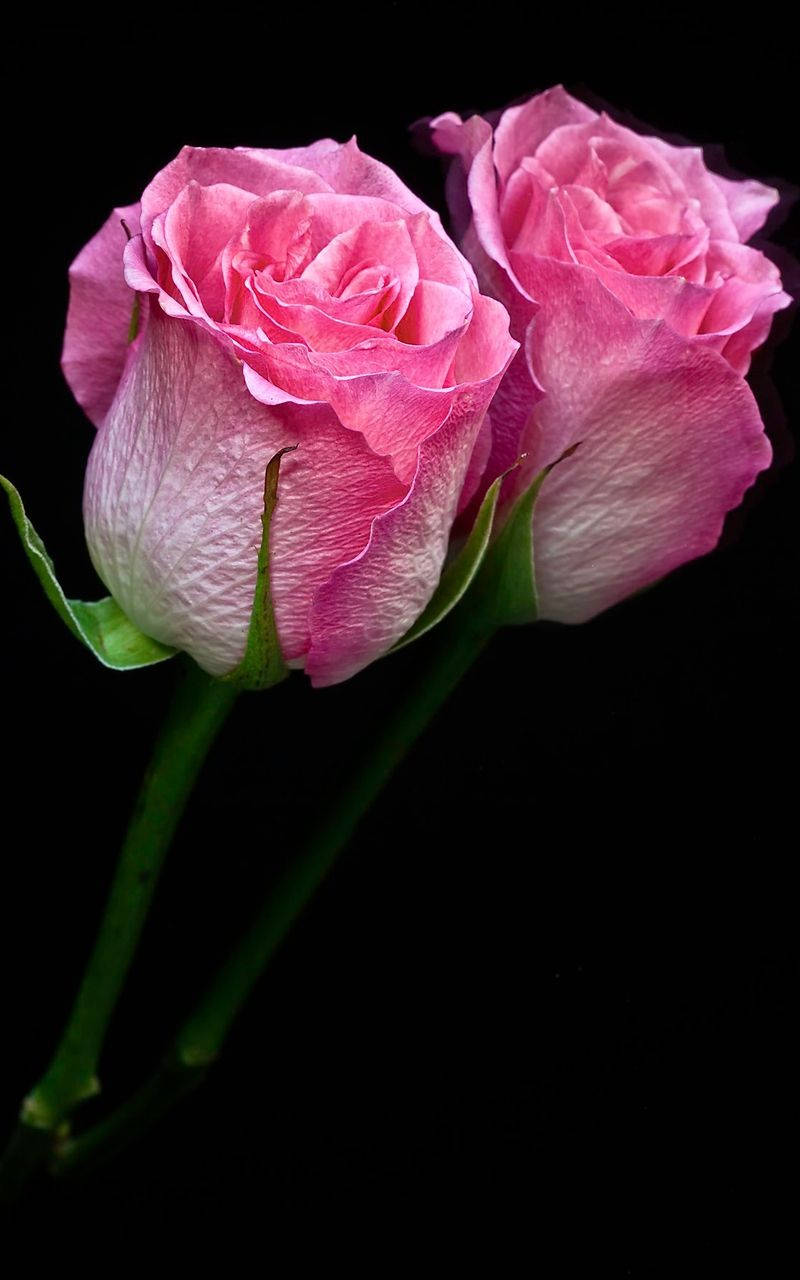 Pink Rose, iPhone, textured petals, HD Phone Wallpaper